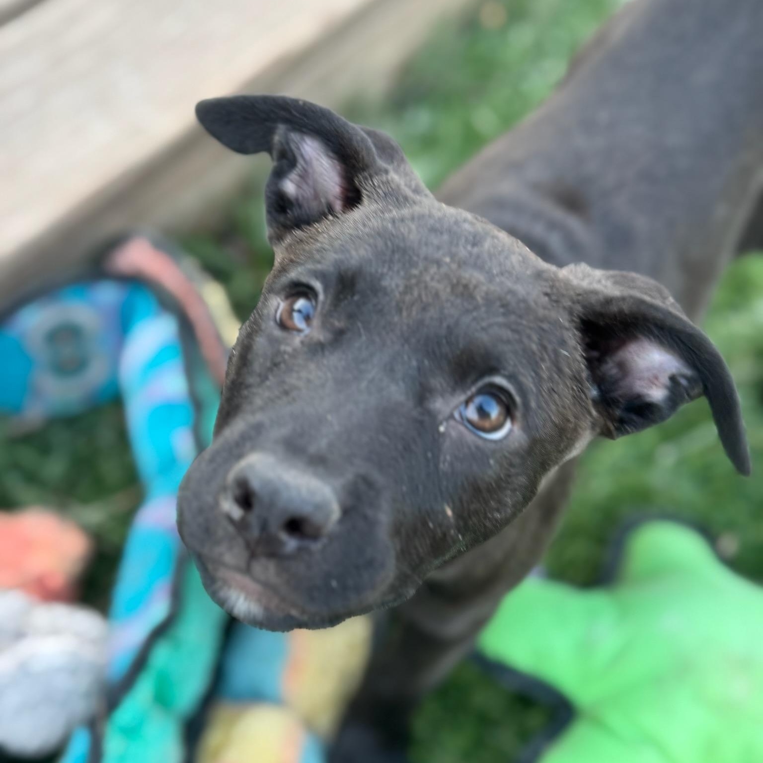 Enlarge Bali, a Adoptable mixed breed in Puyallup, WA image 4/6
