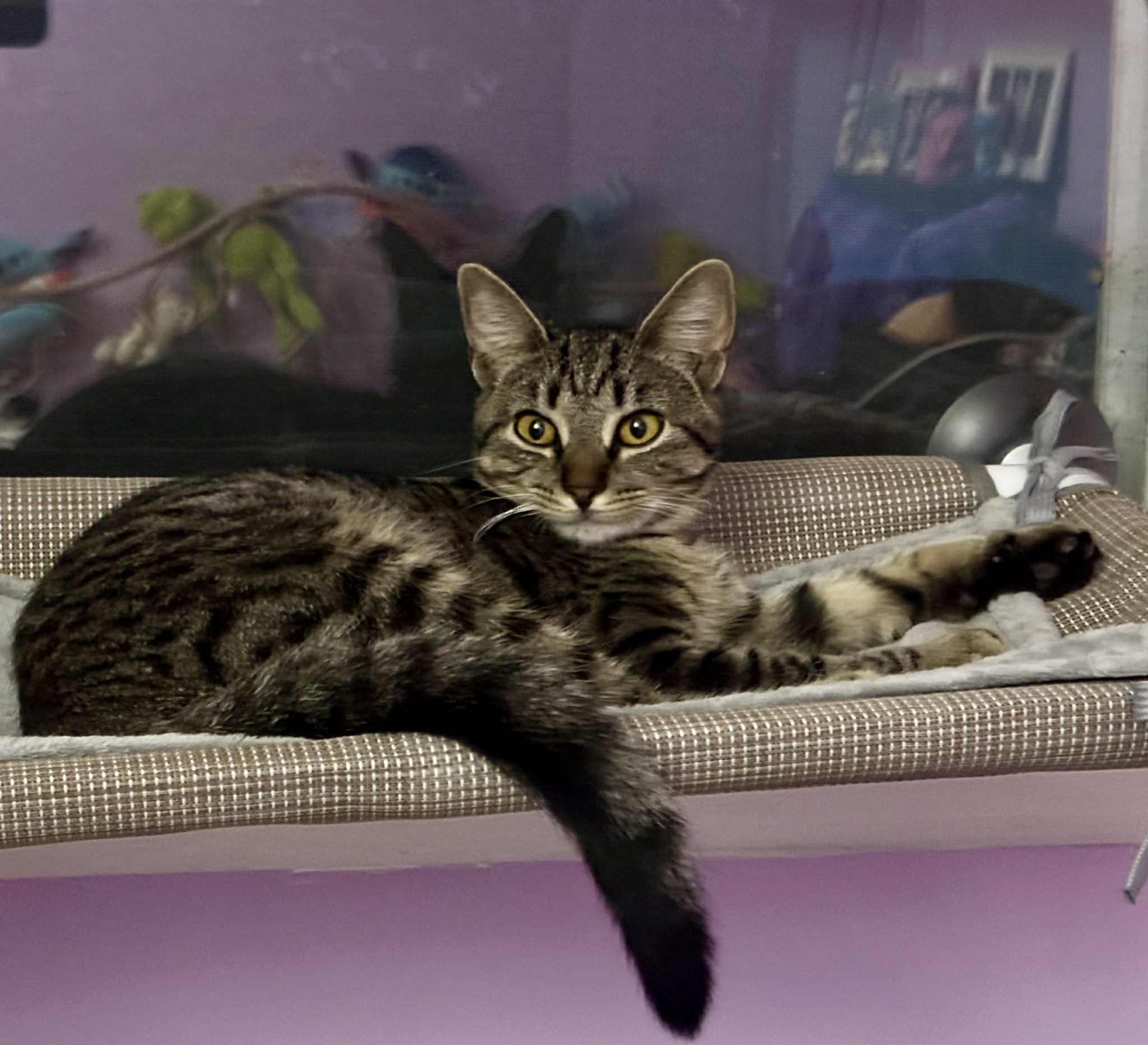 Olive, Adoptable, Young Female Domestic Short Hair.