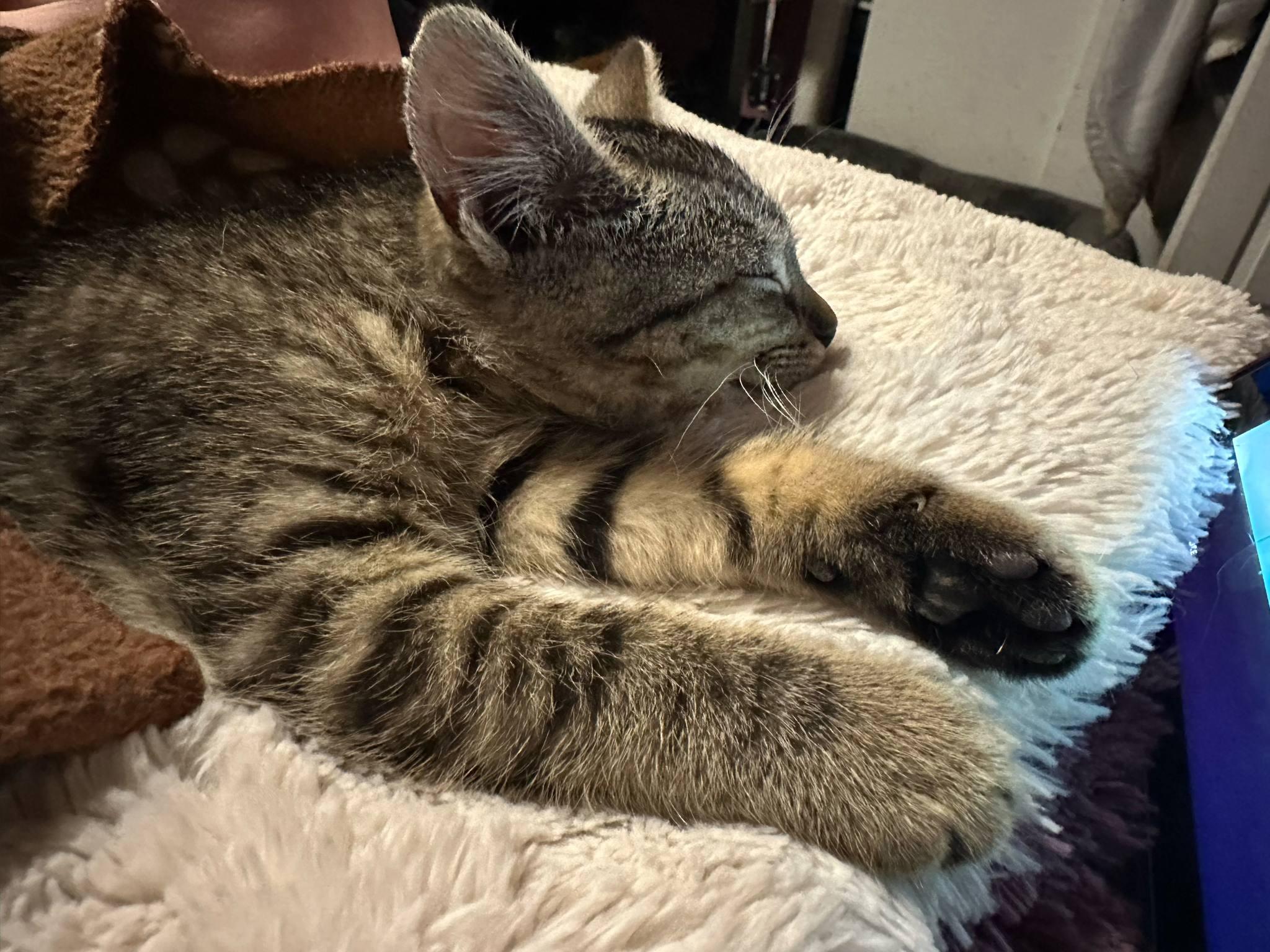 Olive, a Adoptable Domestic Short Hair in Lansdowne, PA image 2/3