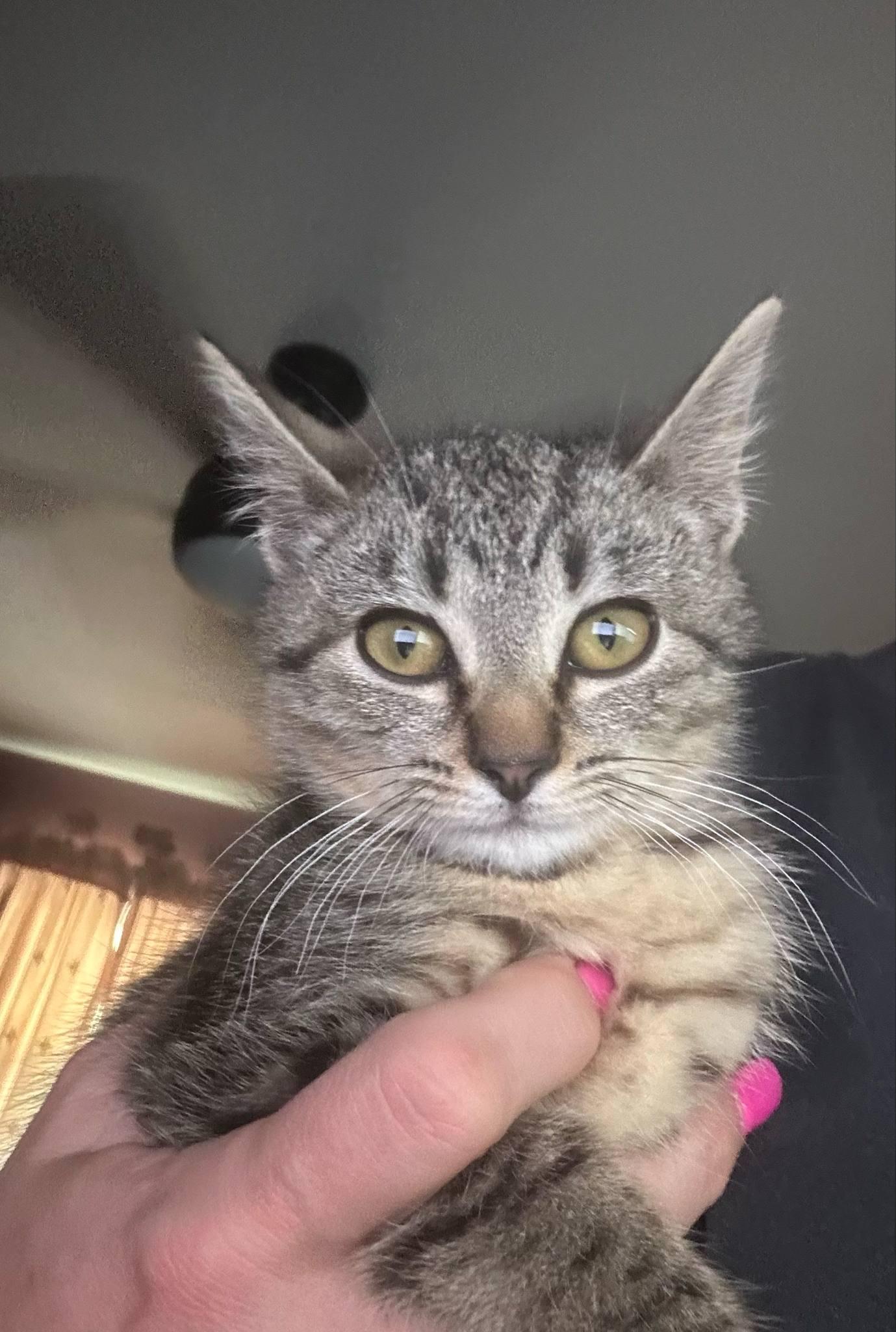 Olive, a Adoptable Domestic Short Hair in Lansdowne, PA image 3/3