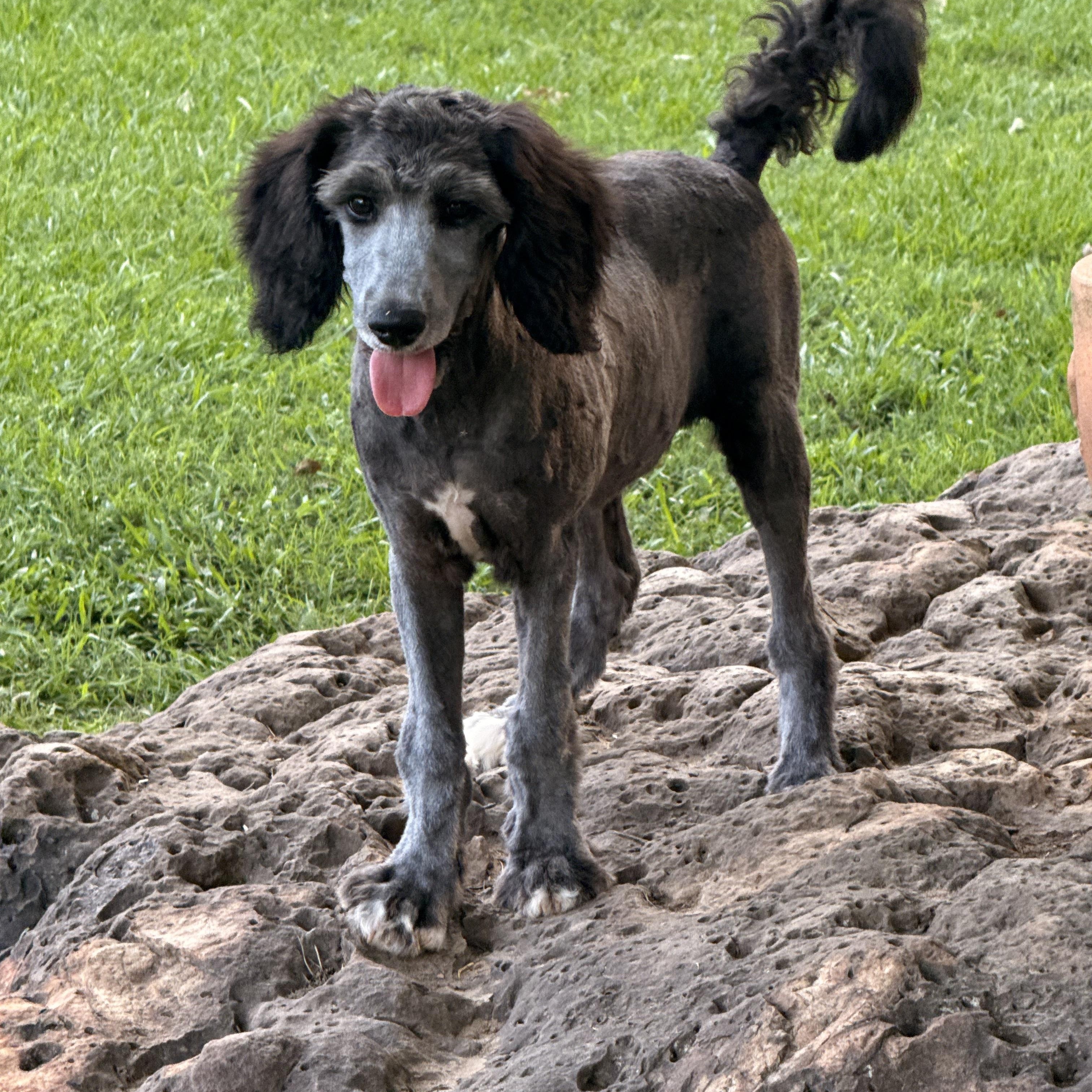 Lynnex, ADOPTABLE, Puppy Female Standard Poodle.
