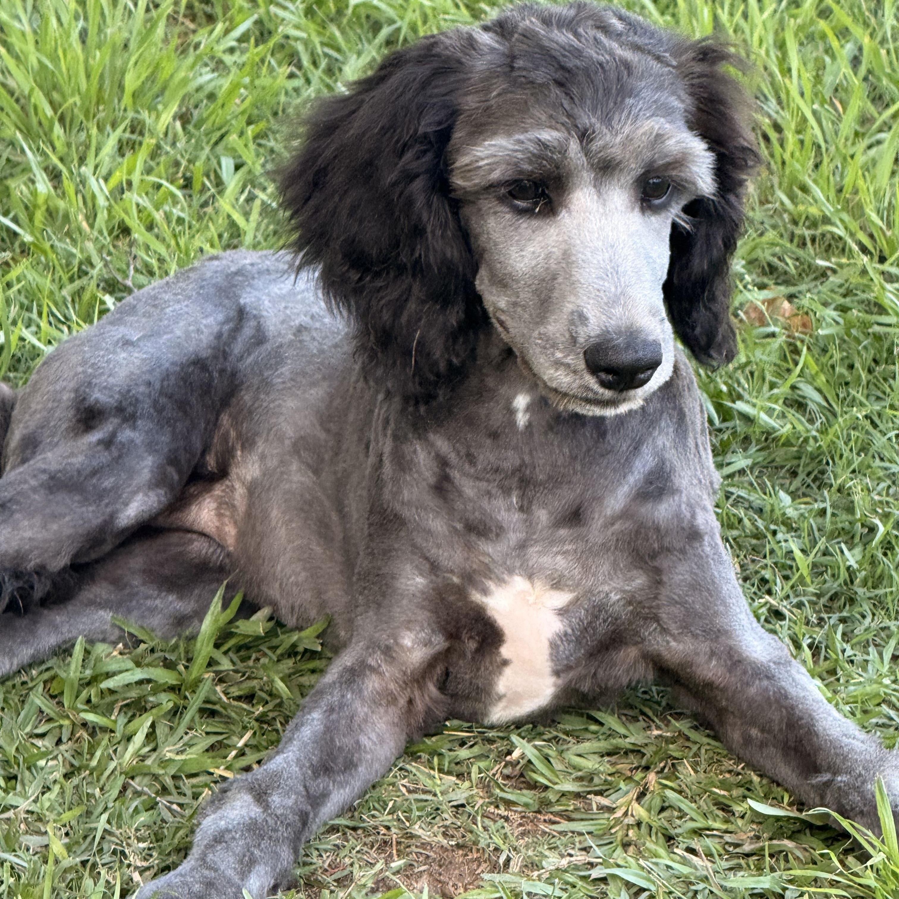 Enlarge Lynnex, a ADOPTABLE mixed breed in Texarkana, TX image 5/6