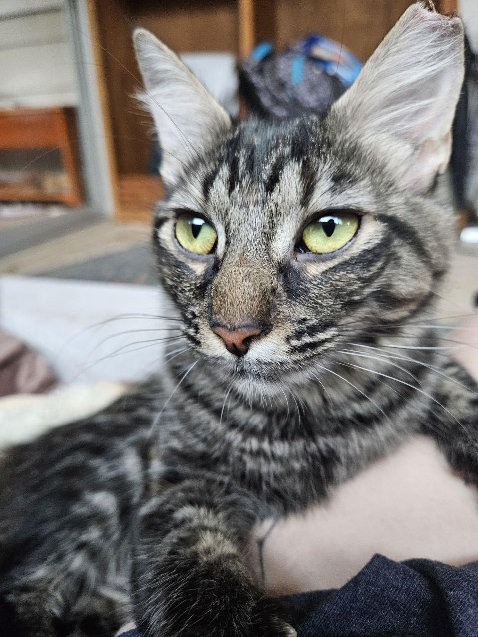 Enlarge Bonnie, a Adopted Domestic Medium Hair in Martinez, CA image 1/1