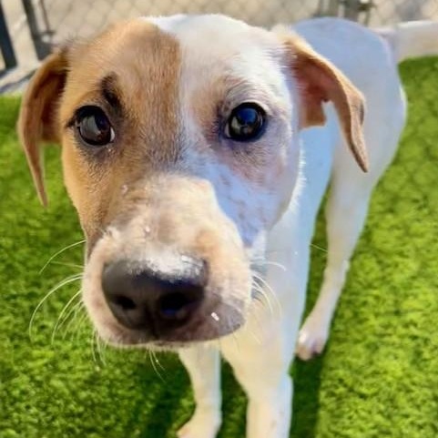 Enlarge Poppy, an adoptable mixed breed in Allen, TX image 2/5