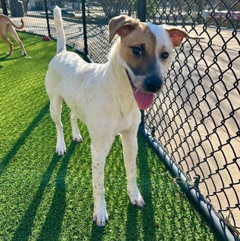 Enlarge Poppy, an adoptable mixed breed in Allen, TX image 4/5