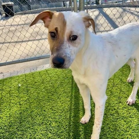 Enlarge Poppy, an adoptable mixed breed in Allen, TX image 3/5