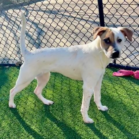 Enlarge Poppy, an adoptable mixed breed in Allen, TX image 1/5