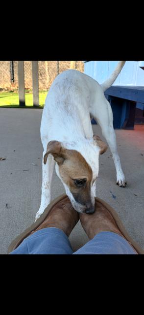 Enlarge Poppy, an adoptable mixed breed in Allen, TX image 1/1