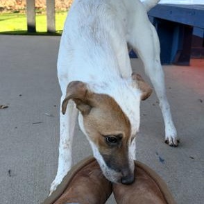Enlarge Poppy, an adoptable mixed breed in Allen, TX image 5/5