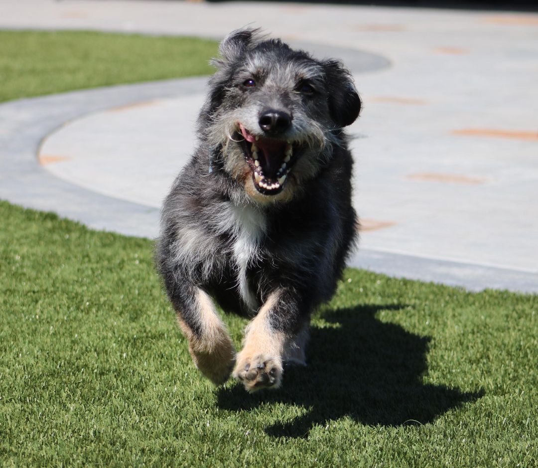 Enlarge Knox, a Adoptable mixed breed in San Diego, CA image 1/4