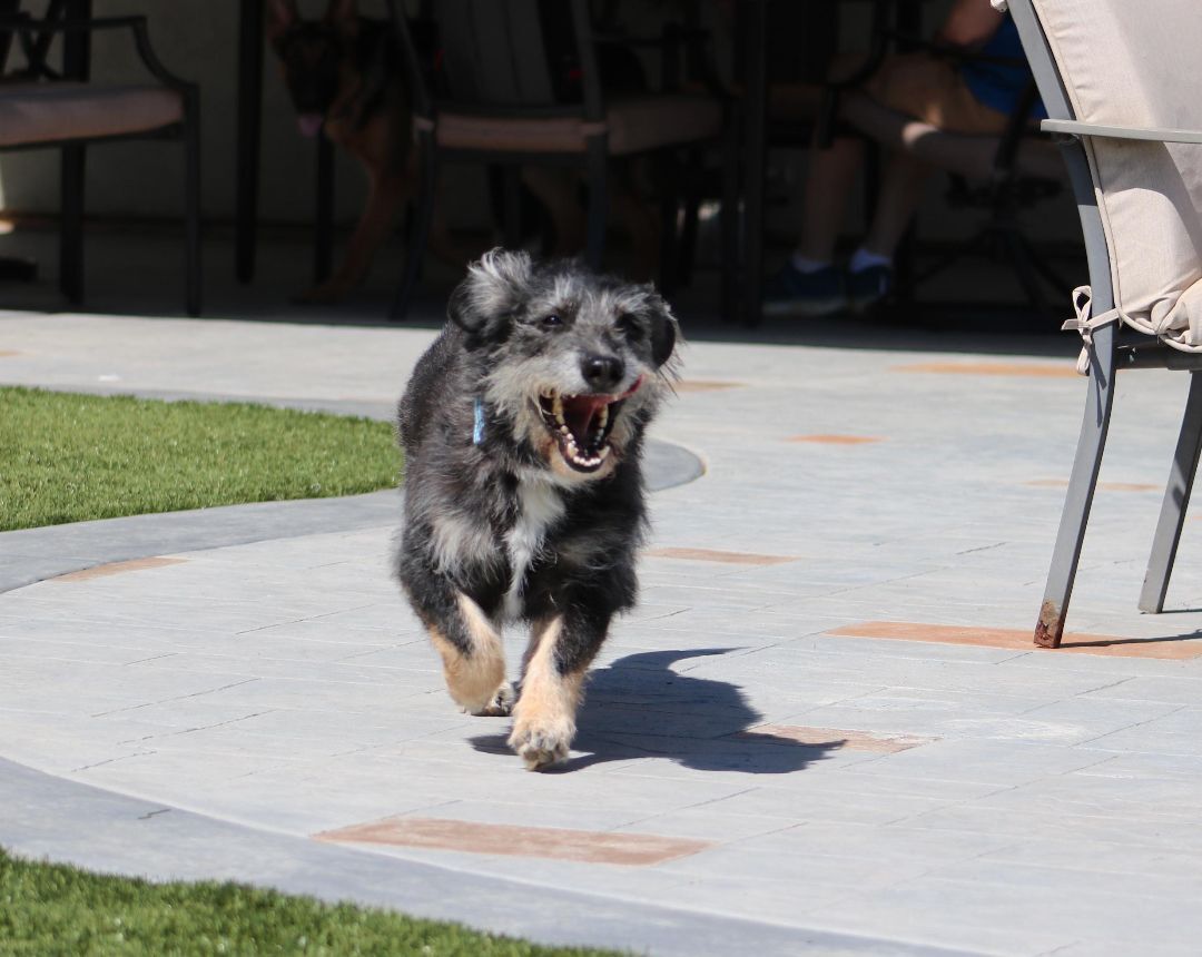 Enlarge Knox, a Adoptable mixed breed in San Diego, CA image 3/4