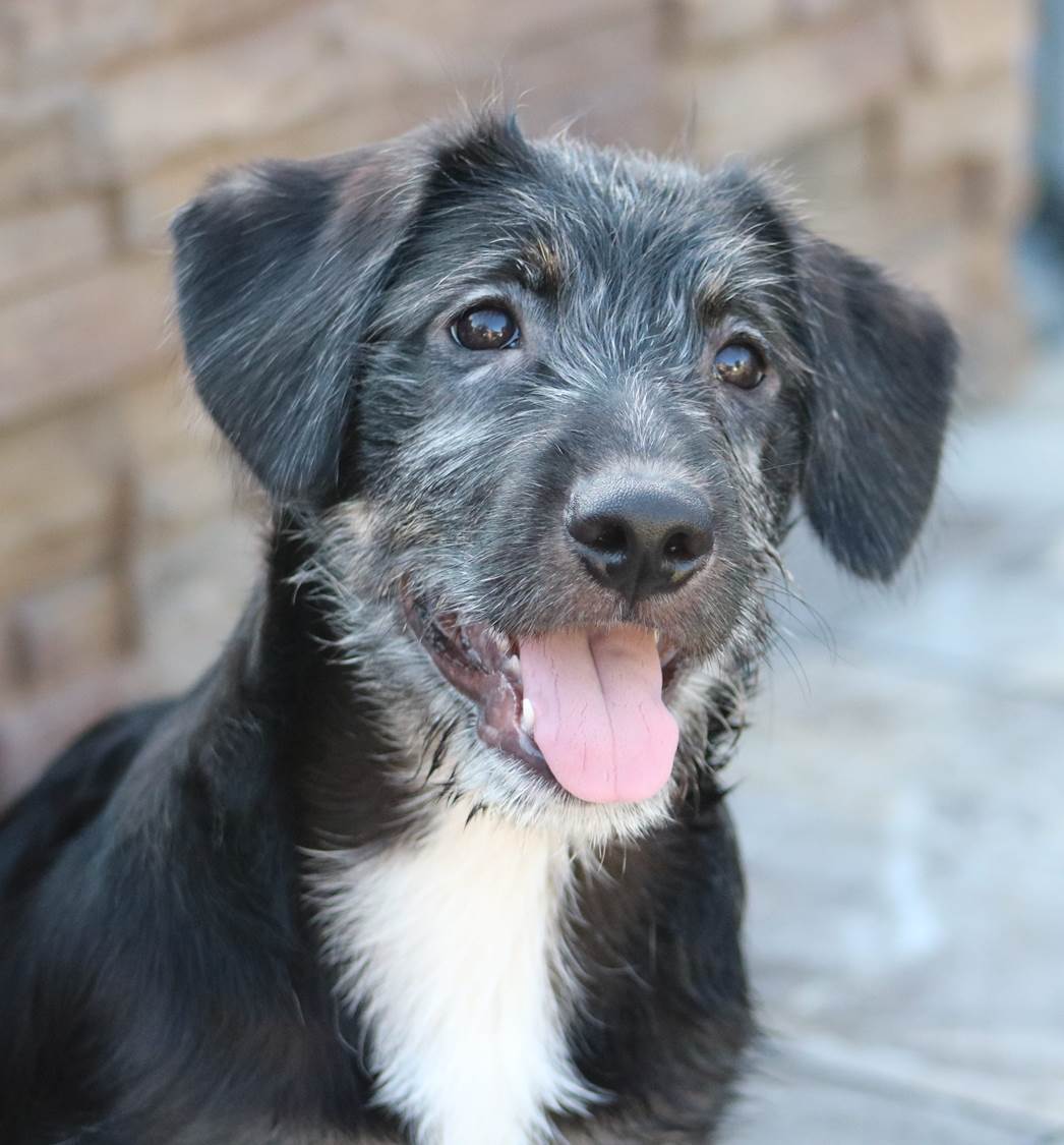 Knox, an adoptable Terrier in San Diego, CA, 92172 | Photo Image 1