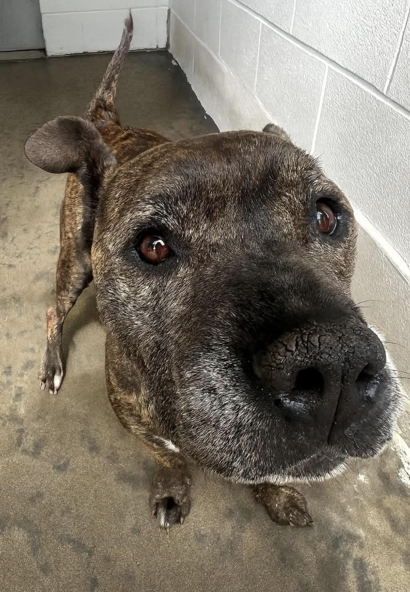 DARLA, ADOPTABLE, Adult Female Pit Bull Terrier.