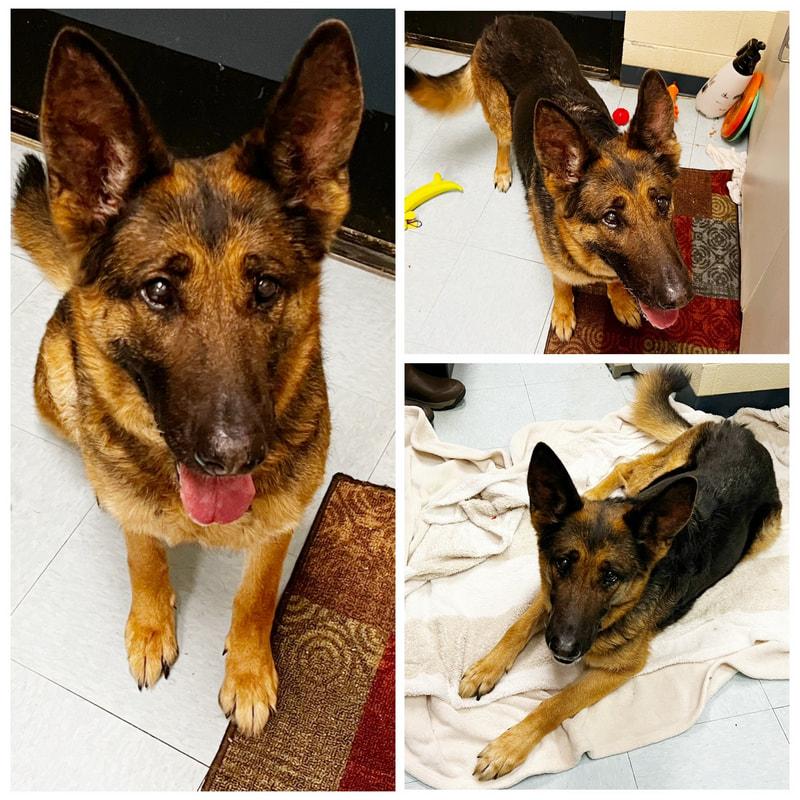 Daisy , ADOPTABLE, Senior Female German Shepherd Dog.