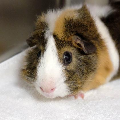 Enlarge Velvet, a Adoptable Guinea Pig in Ann Arbor, MI image 1/6