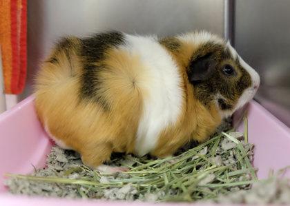 Enlarge Velvet, a Adoptable Guinea Pig in Ann Arbor, MI image 4/6