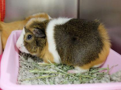 Enlarge Velvet, a Adoptable Guinea Pig in Ann Arbor, MI image 6/6