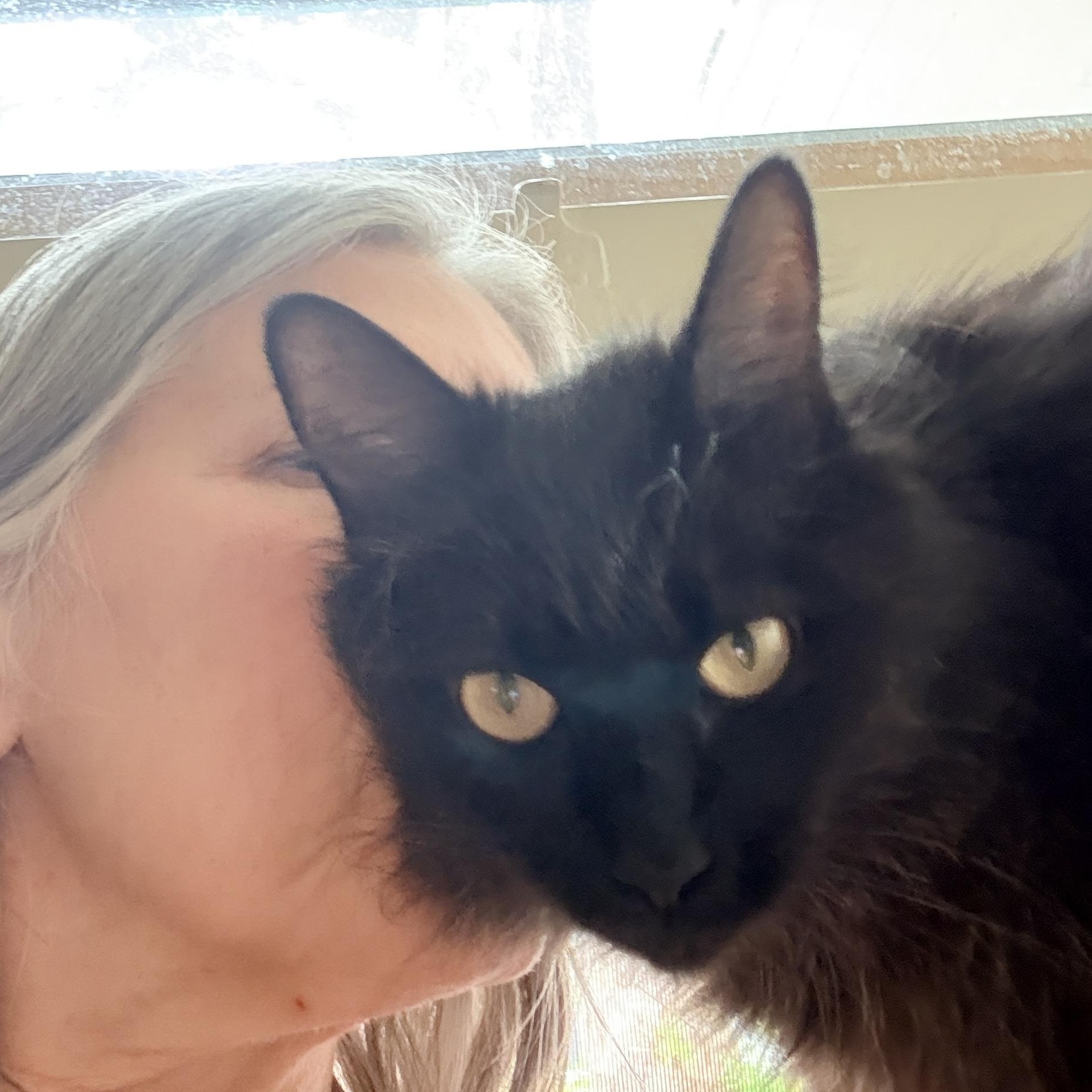 Enlarge Althea, an adopted Domestic Long Hair in Portland, OR image 6/6