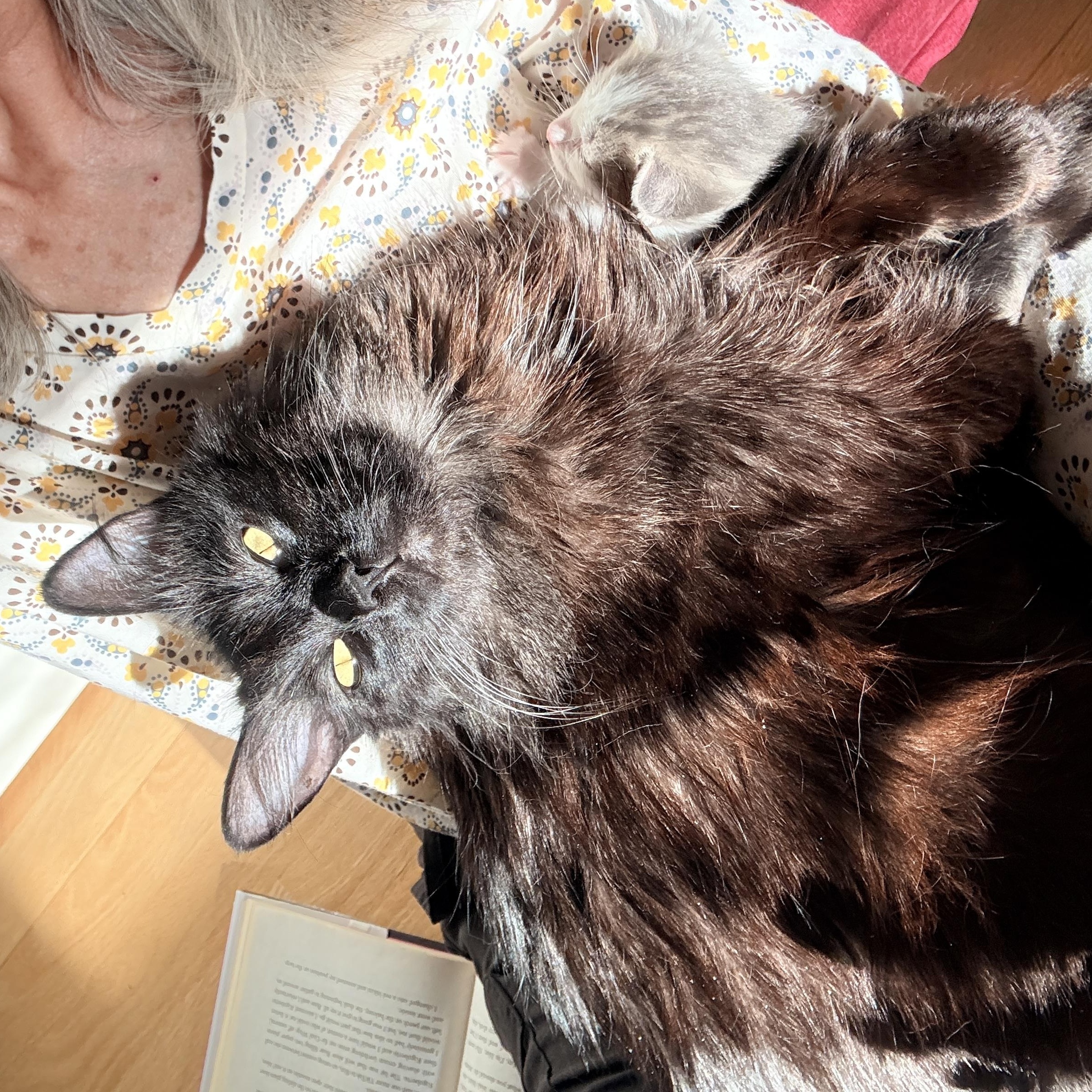 Enlarge Althea, an adopted Domestic Long Hair in Portland, OR image 2/6