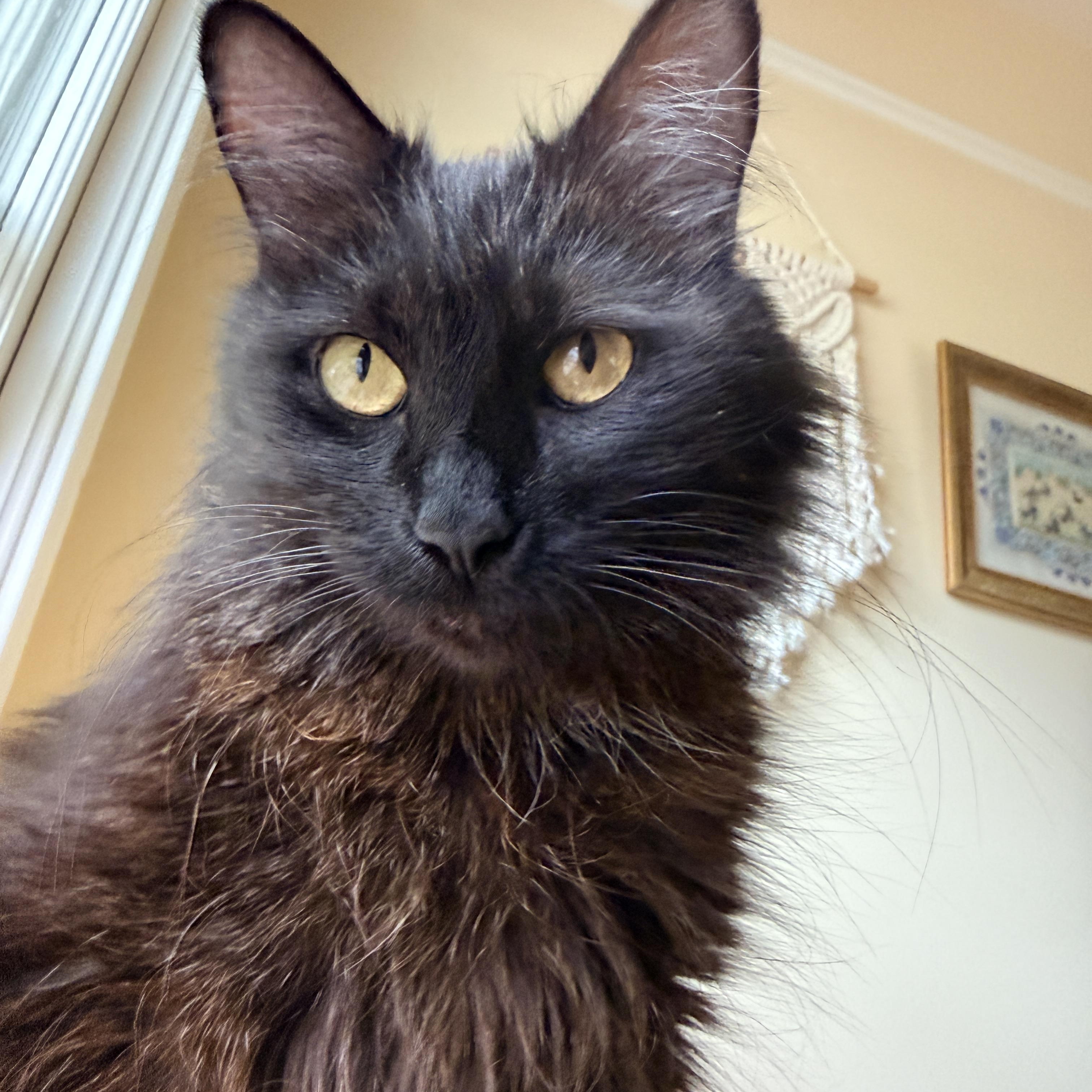 Enlarge Althea, an adopted Domestic Long Hair in Portland, OR image 3/6
