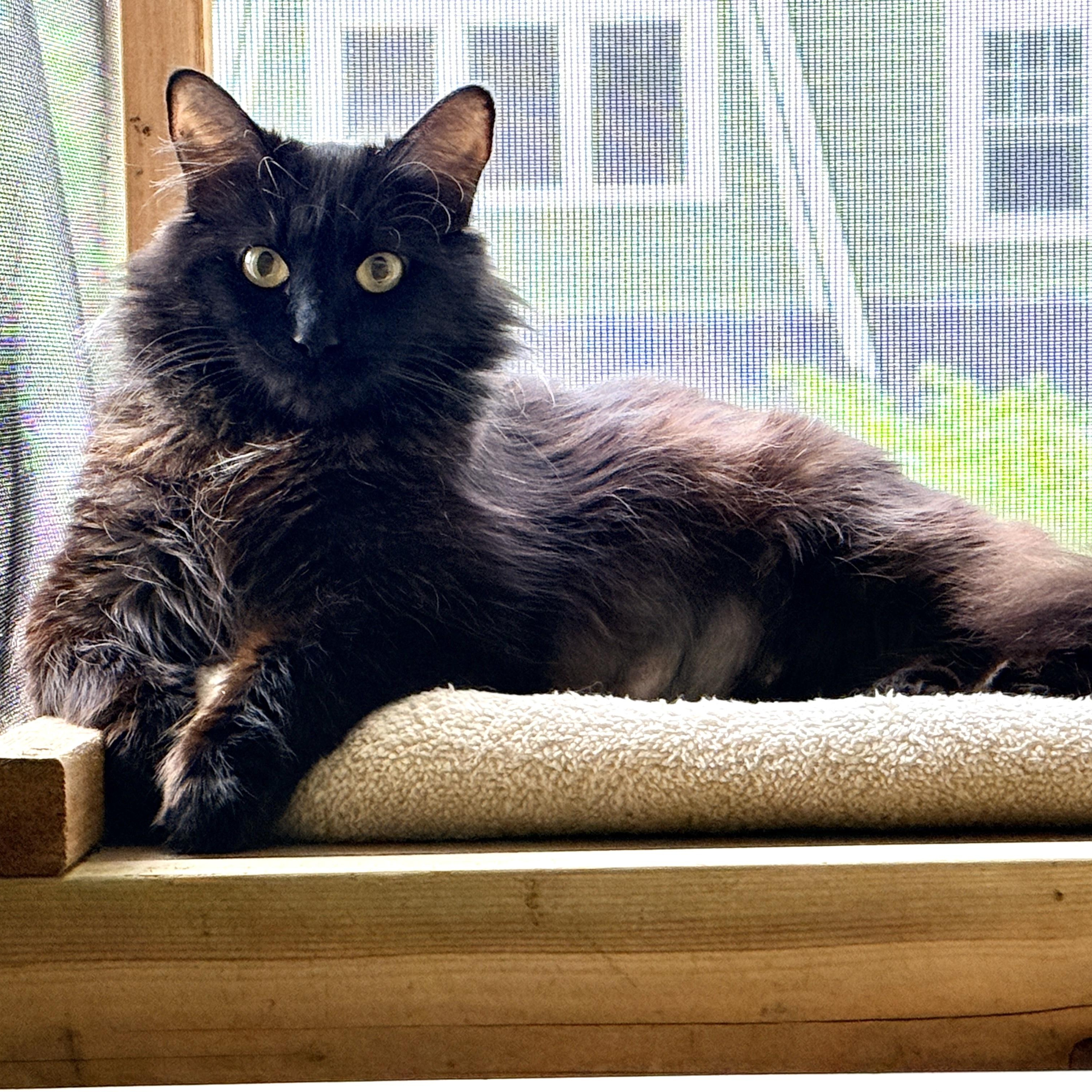 Althea, adopted, Adult Female Domestic Long Hair.
