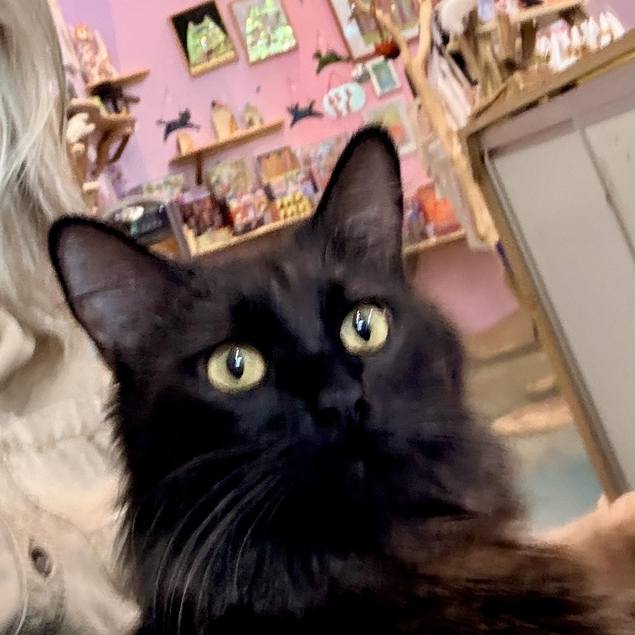 Enlarge Althea, an adopted Domestic Long Hair in Portland, OR image 5/6