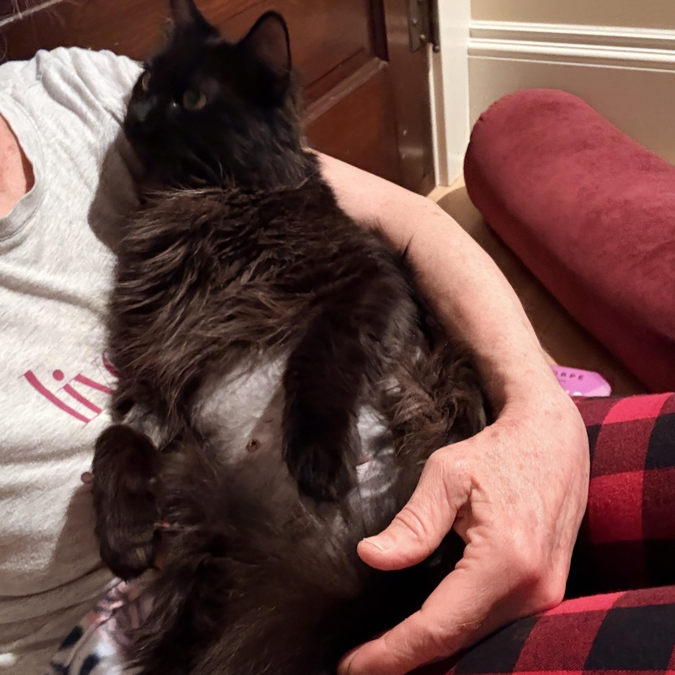 Enlarge Althea, an adopted Domestic Long Hair in Portland, OR image 4/6