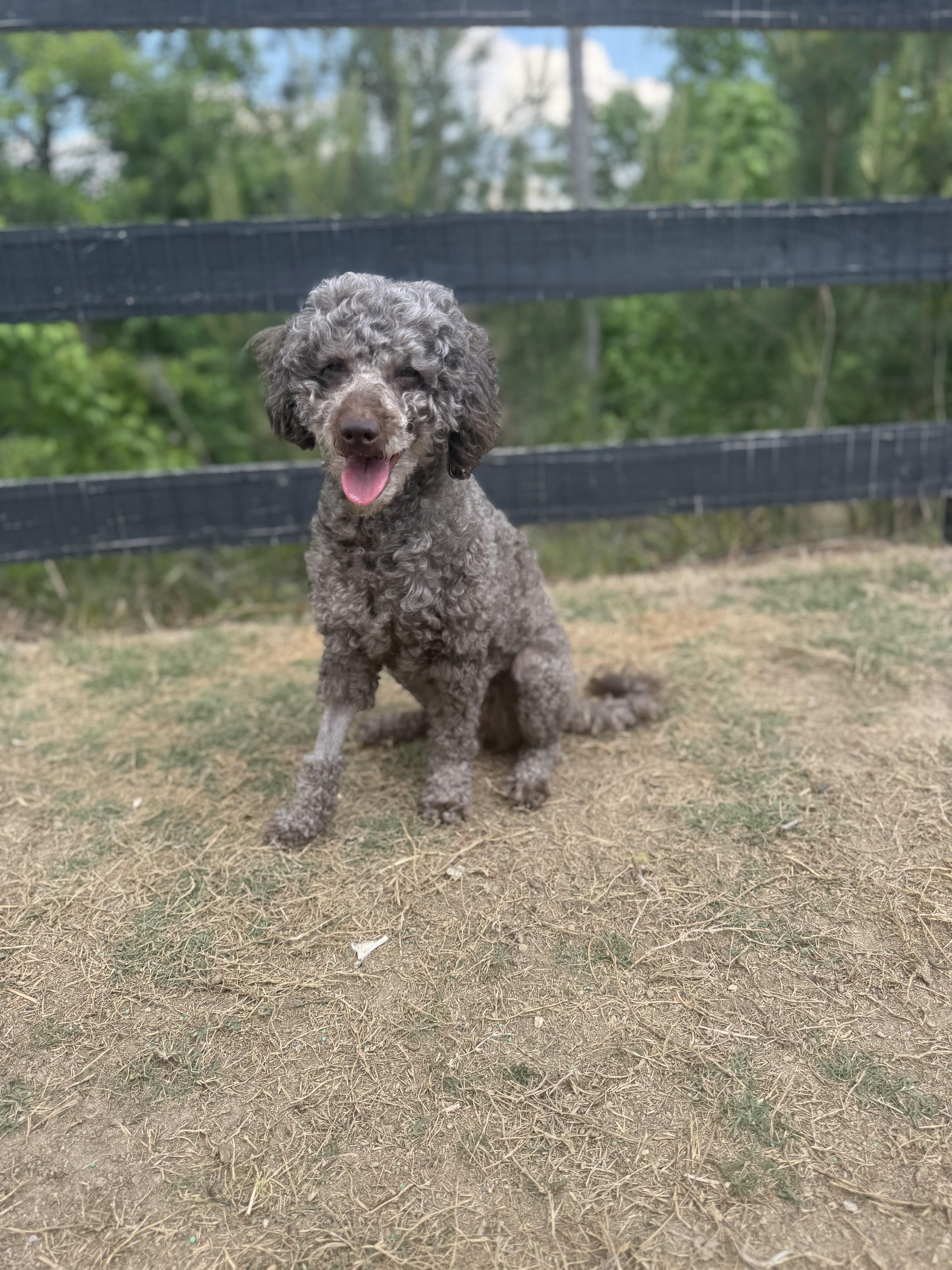 Enlarge Jovi, a ADOPTABLE mixed breed in Atlanta, GA image 6/6