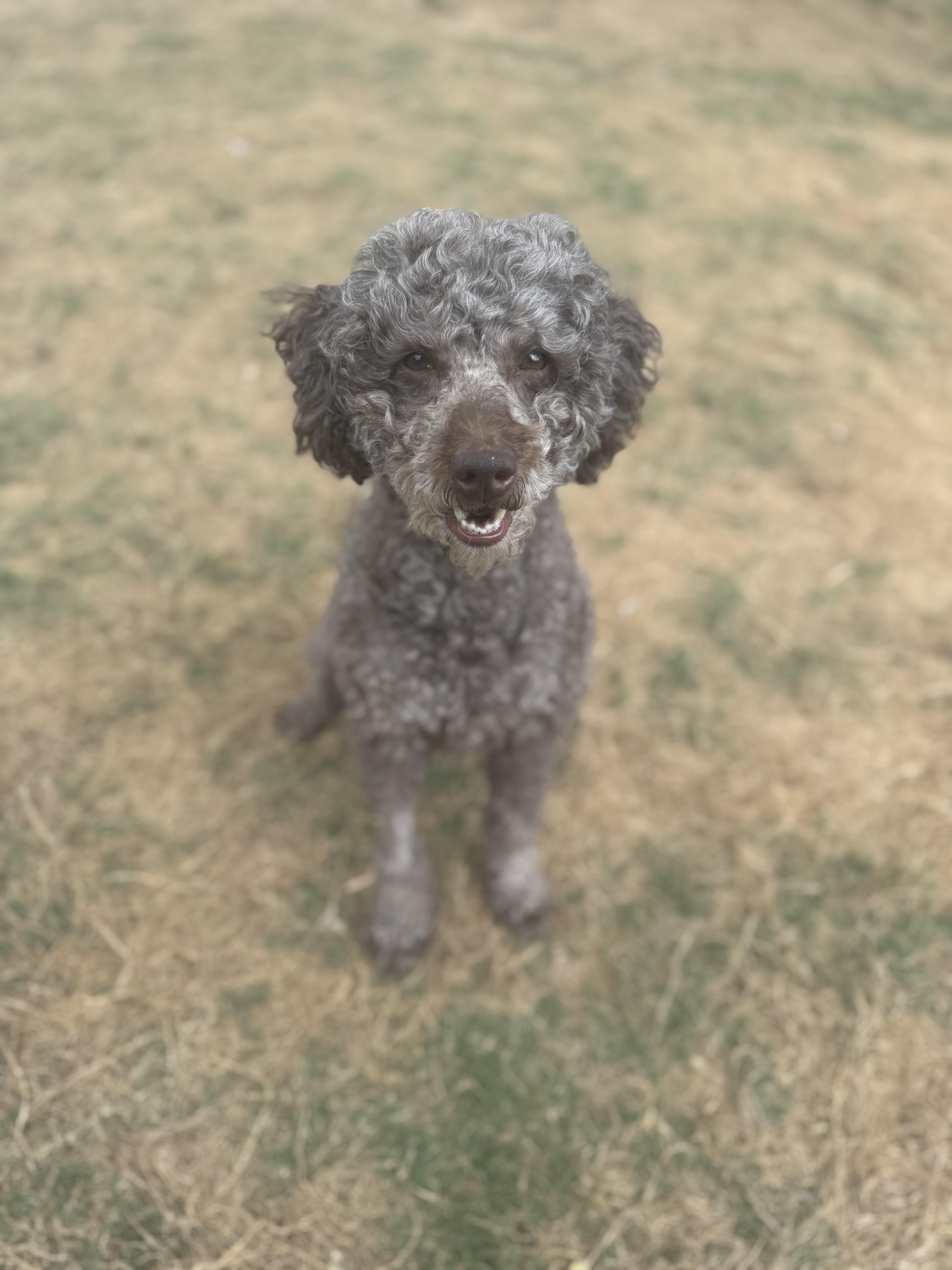 Enlarge Jovi, a ADOPTABLE mixed breed in Atlanta, GA image 4/6
