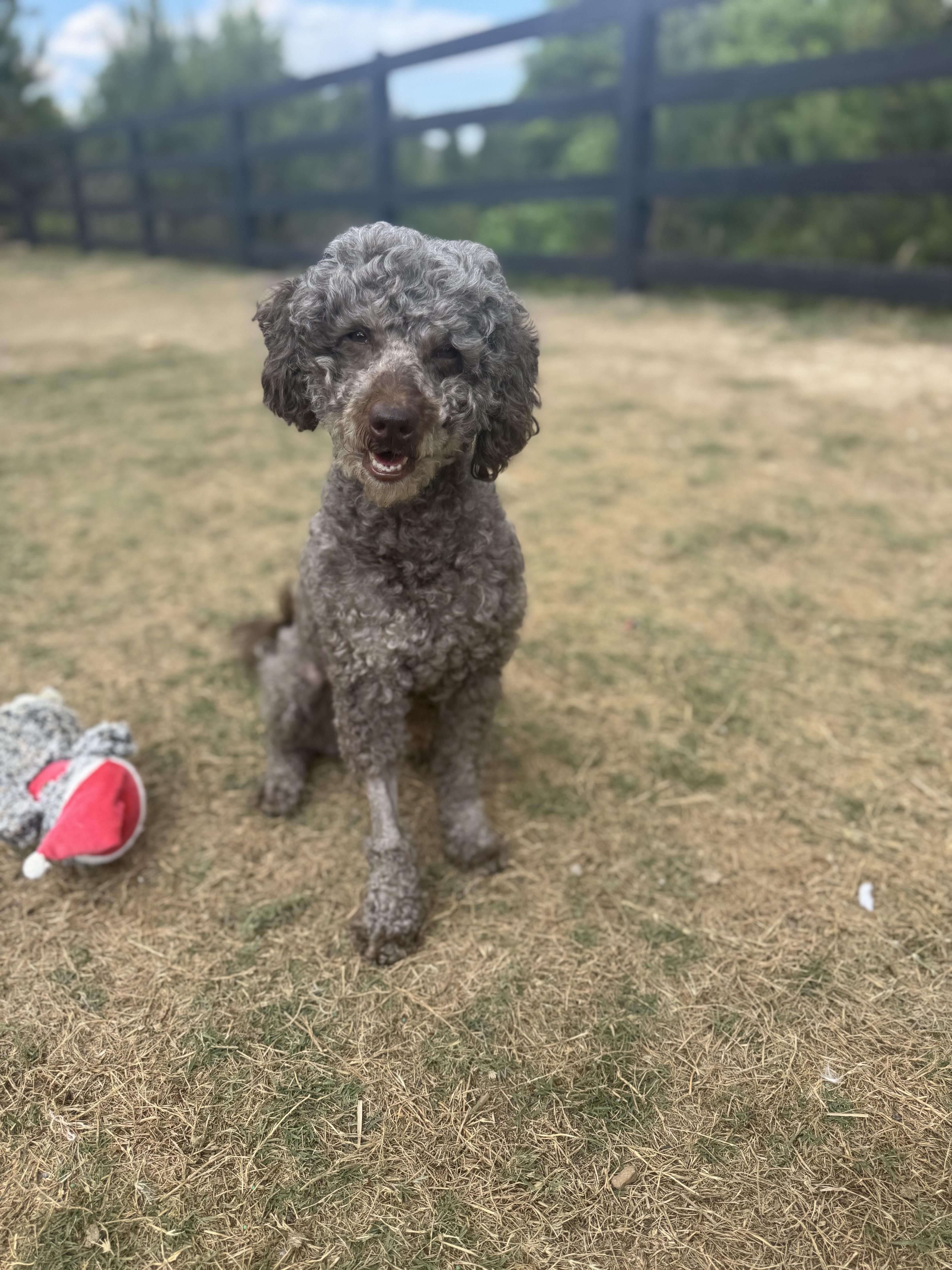 Enlarge Jovi, a ADOPTABLE mixed breed in Atlanta, GA image 5/6