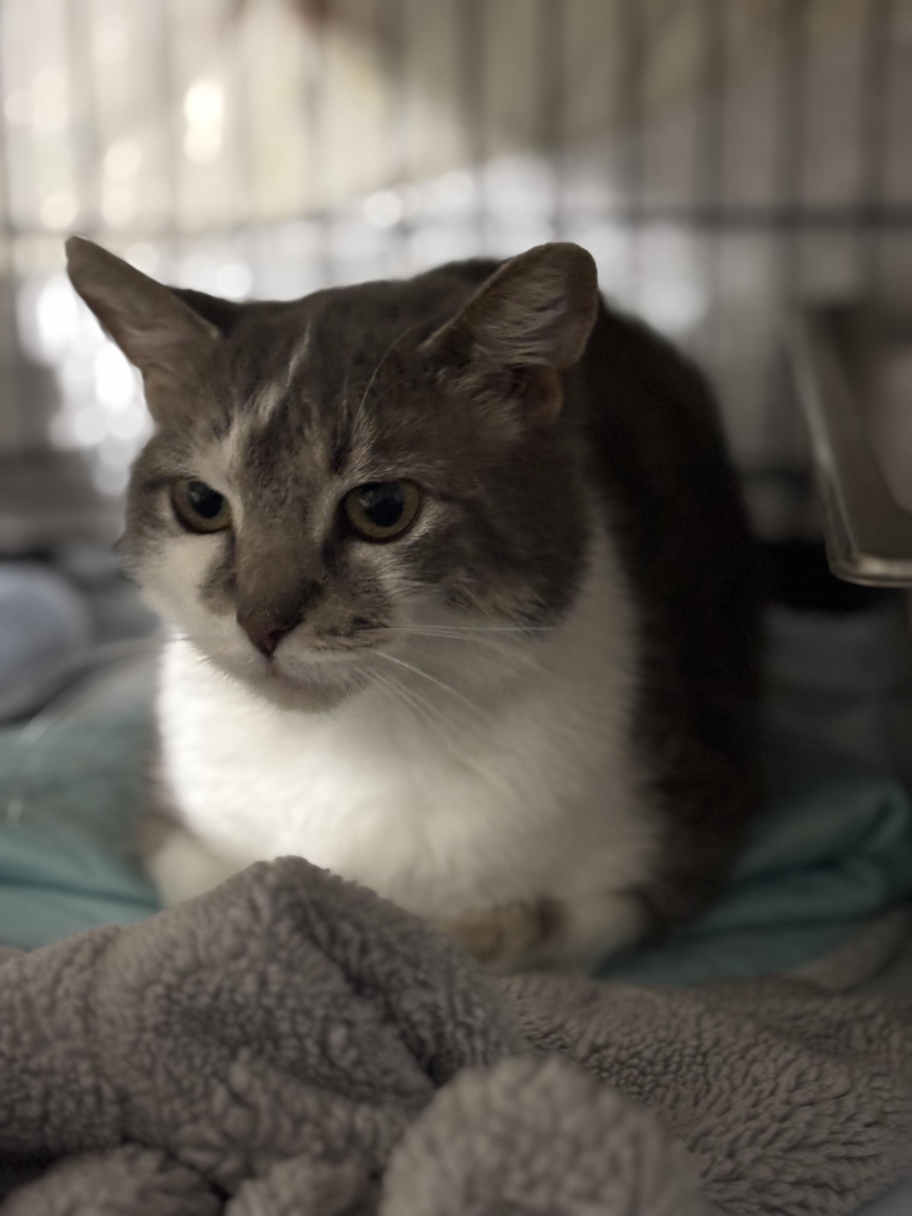 Enlarge Celeste, a Adoptable Domestic Short Hair in Pittsburgh, PA image 1/4