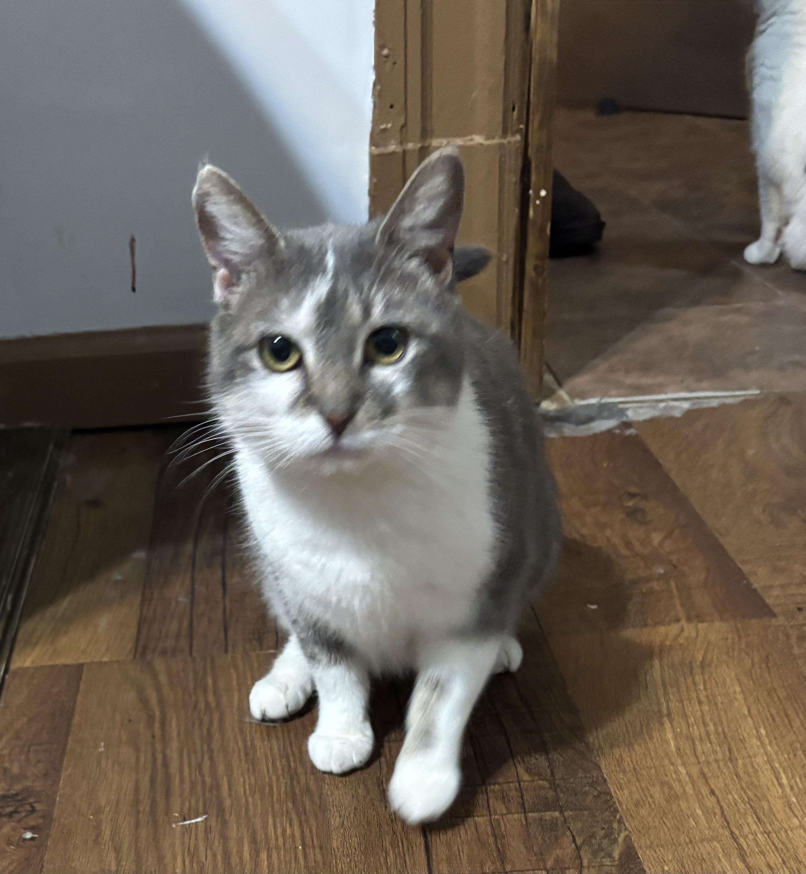 Enlarge Celeste, a Adoptable Domestic Short Hair in Pittsburgh, PA image 2/4