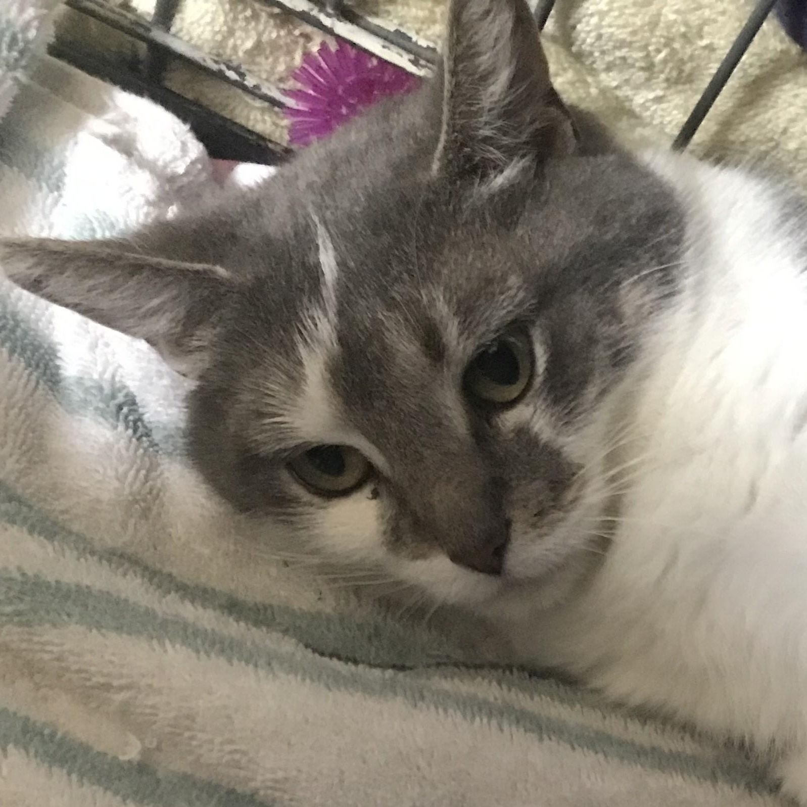 Celeste, adoptable, Adult Female Domestic Short Hair.