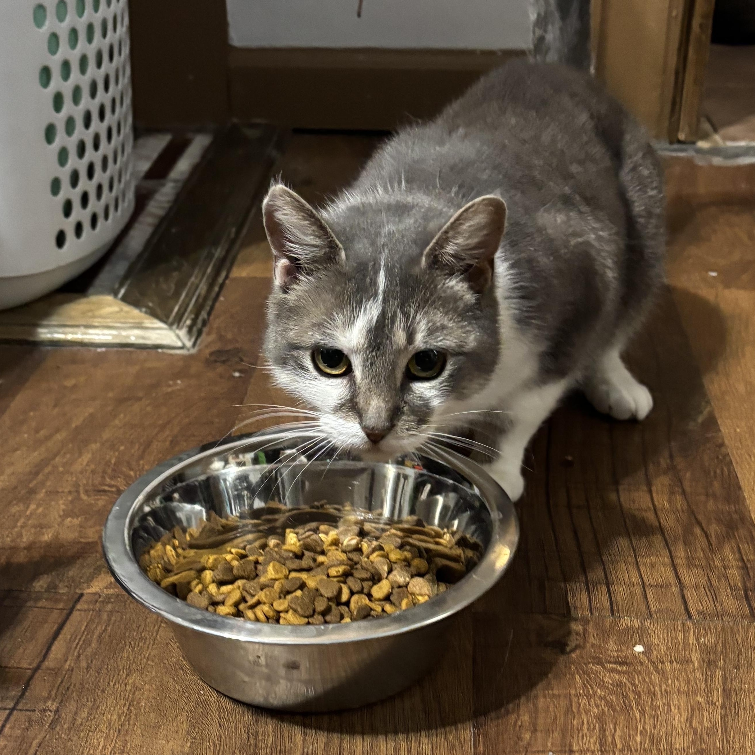 Enlarge Celeste, a Adoptable Domestic Short Hair in Pittsburgh, PA image 4/4