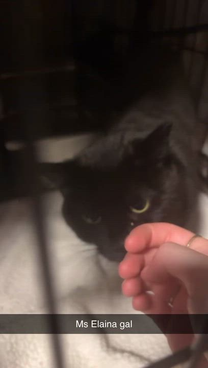Enlarge Celeste, an adoptable Domestic Short Hair in Pittsburgh, PA video 2/5