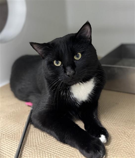 ROOSEVELT, Adoptable, Young Male Domestic Short Hair.