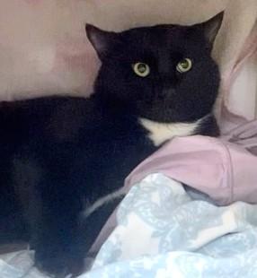 ROOSEVELT, Adoptable, Young Male Domestic Short Hair.