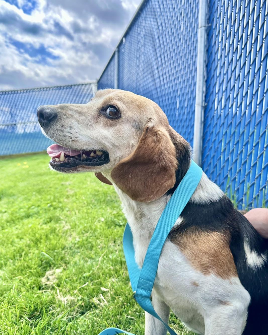 Enlarge Ringo, a ADOPTABLE Beagle in Millersburg, OH image 3/3