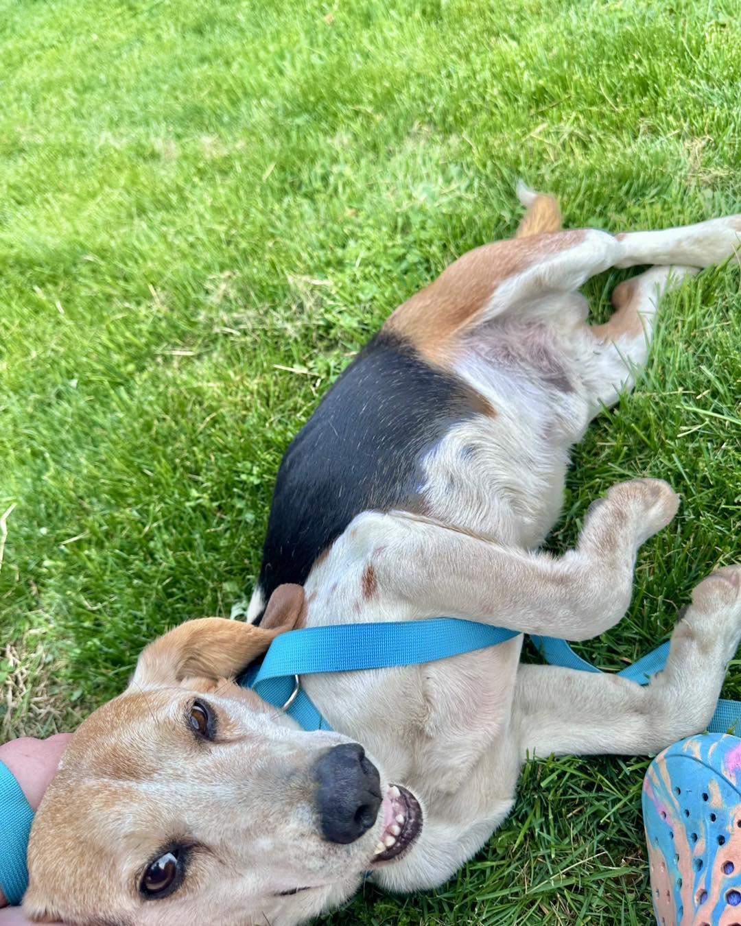Enlarge Ringo, a ADOPTABLE Beagle in Millersburg, OH image 2/3