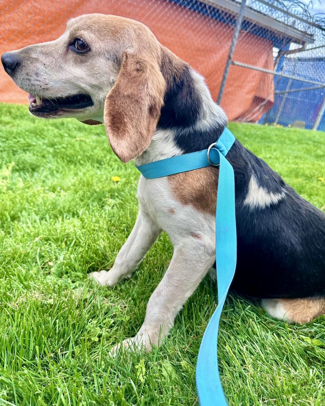 Ringo, ADOPTABLE, Senior Male Beagle.