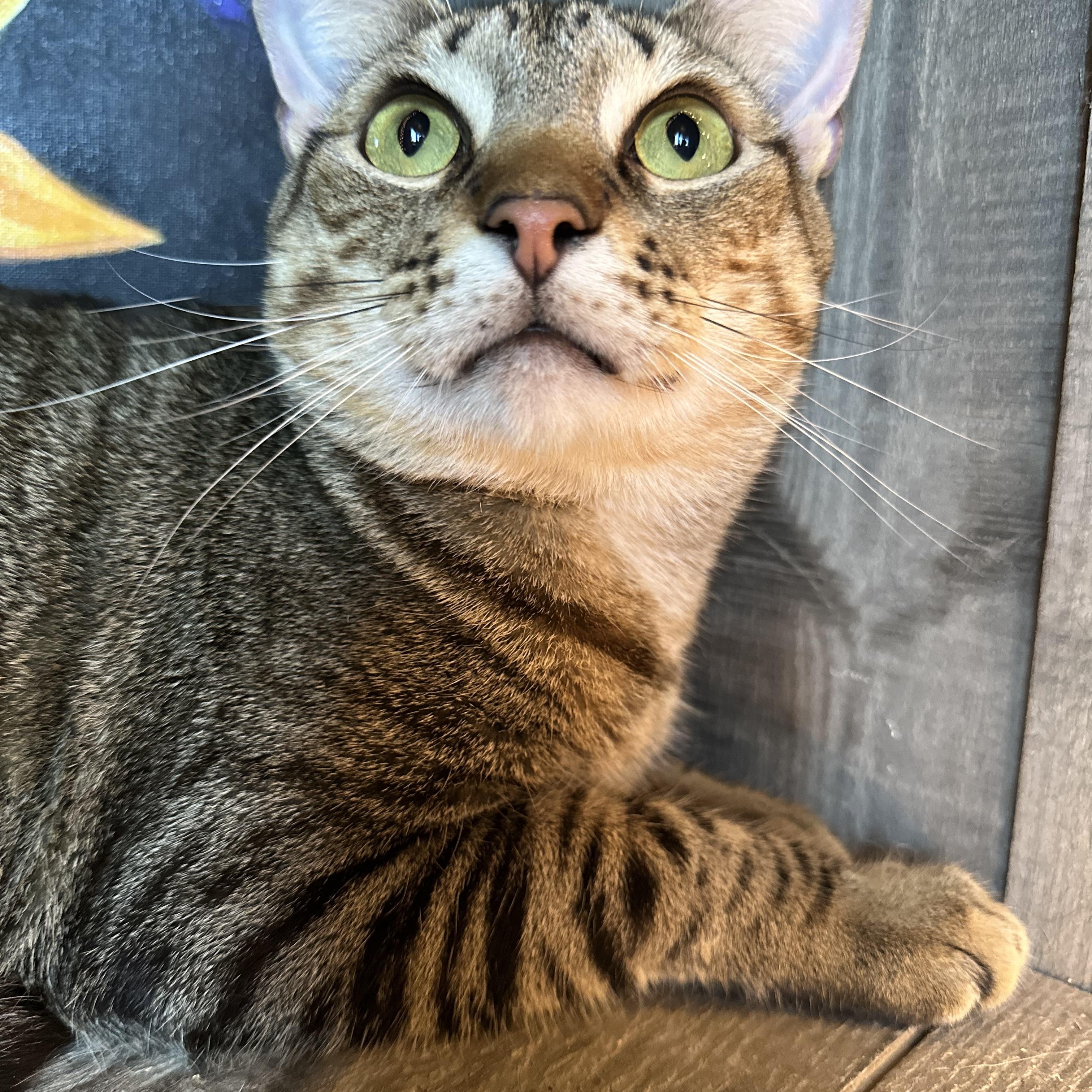 Tyson, a Adoptable Oriental Short Hair in Pomona, CA image 4/6