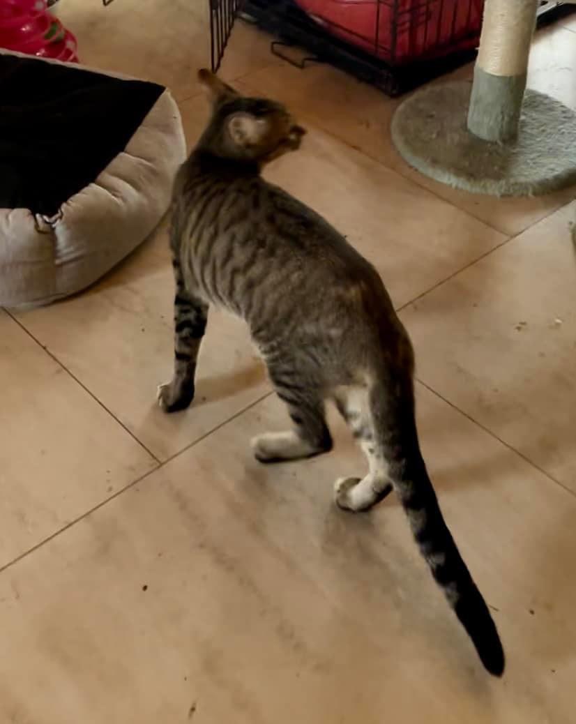 Tyson, a Adoptable Oriental Short Hair in Pomona, CA image 3/6