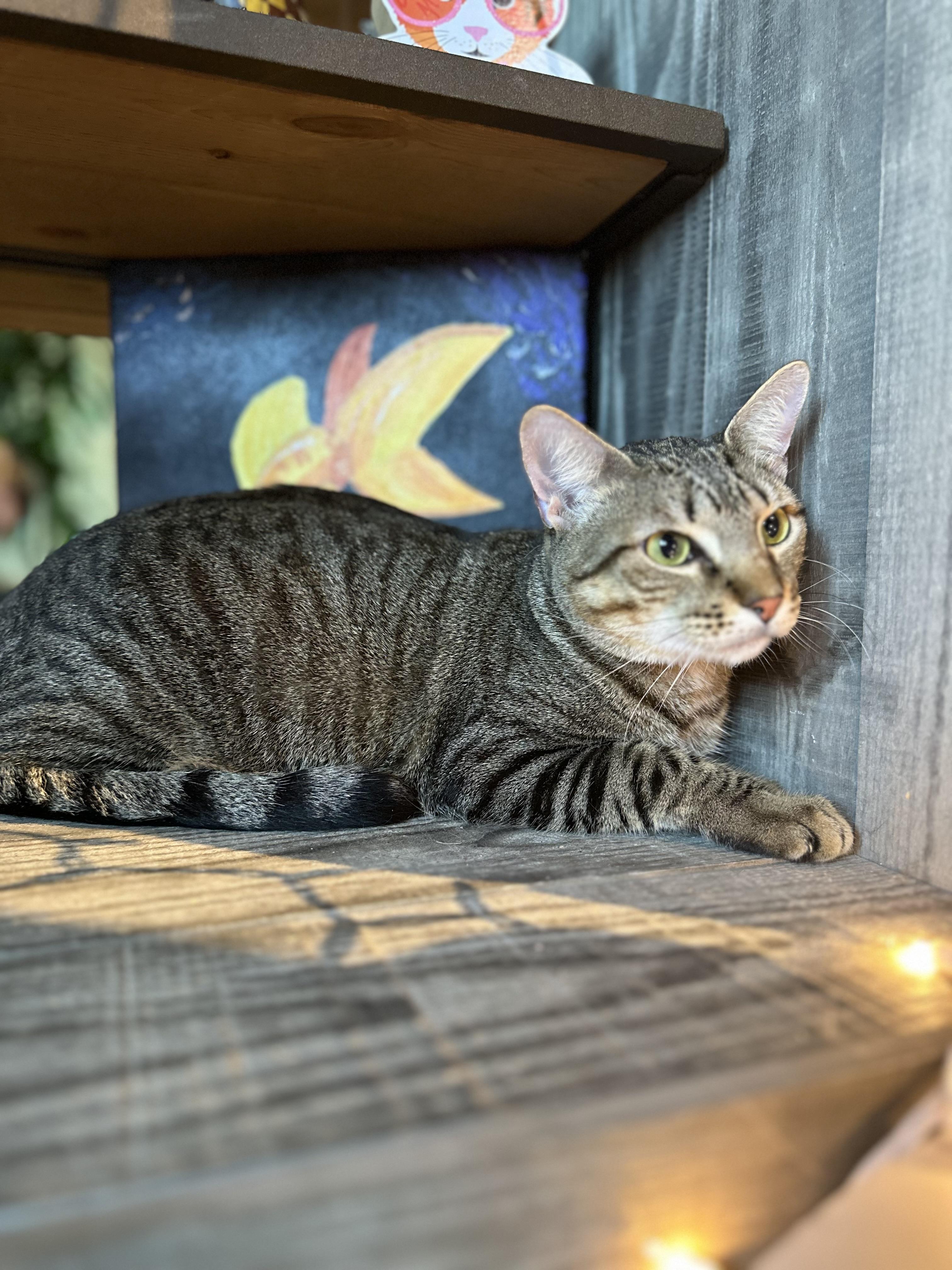 Tyson, a Adoptable Oriental Short Hair in Pomona, CA image 5/6