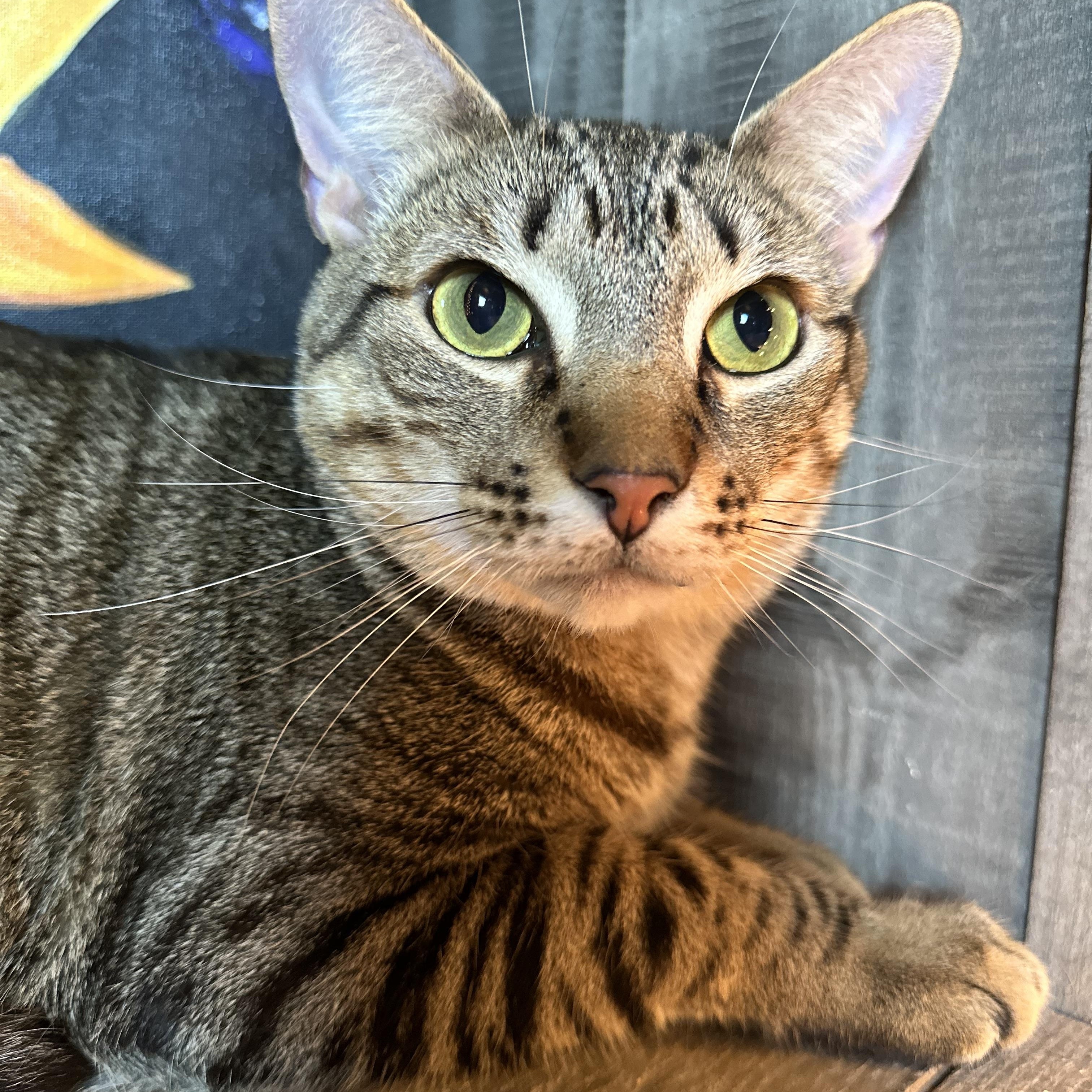 Tyson, Adoptable, Young Male Oriental Short Hair.