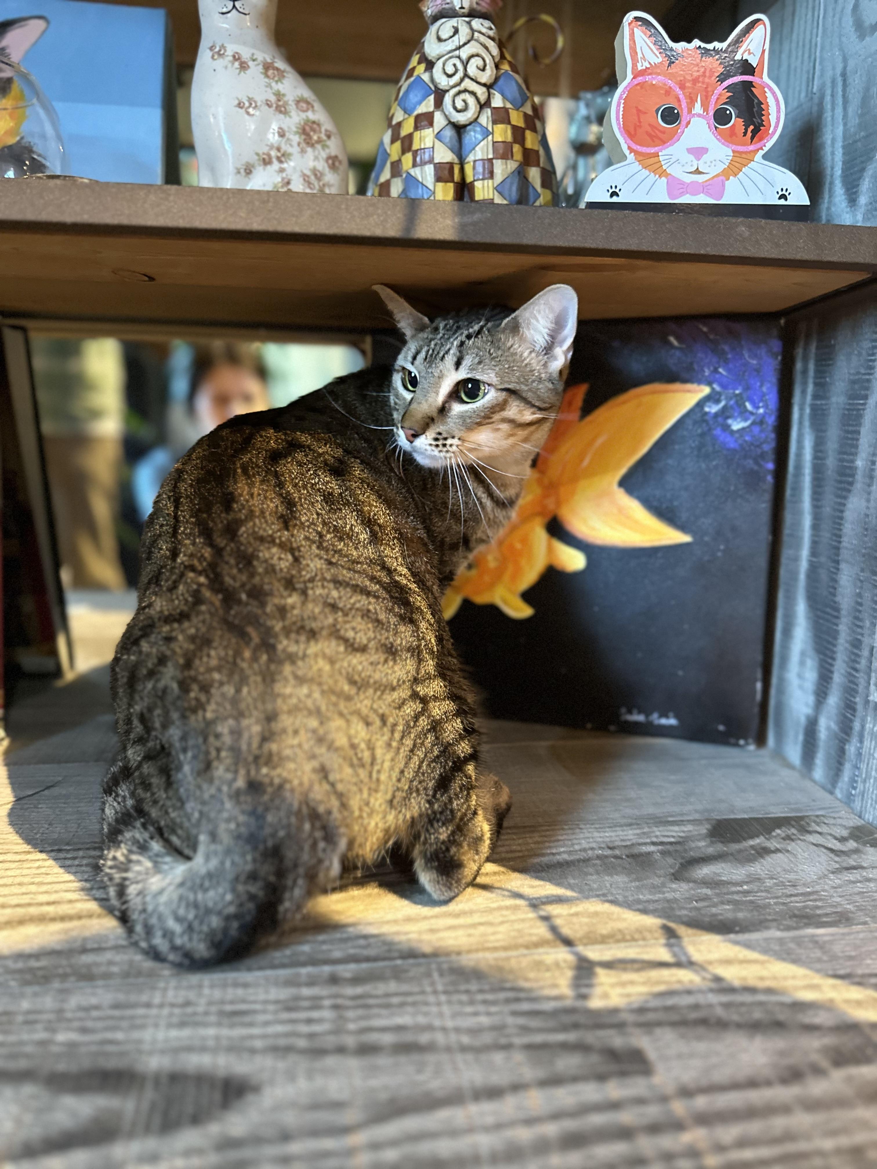 Tyson, a Adoptable Oriental Short Hair in Pomona, CA image 6/6