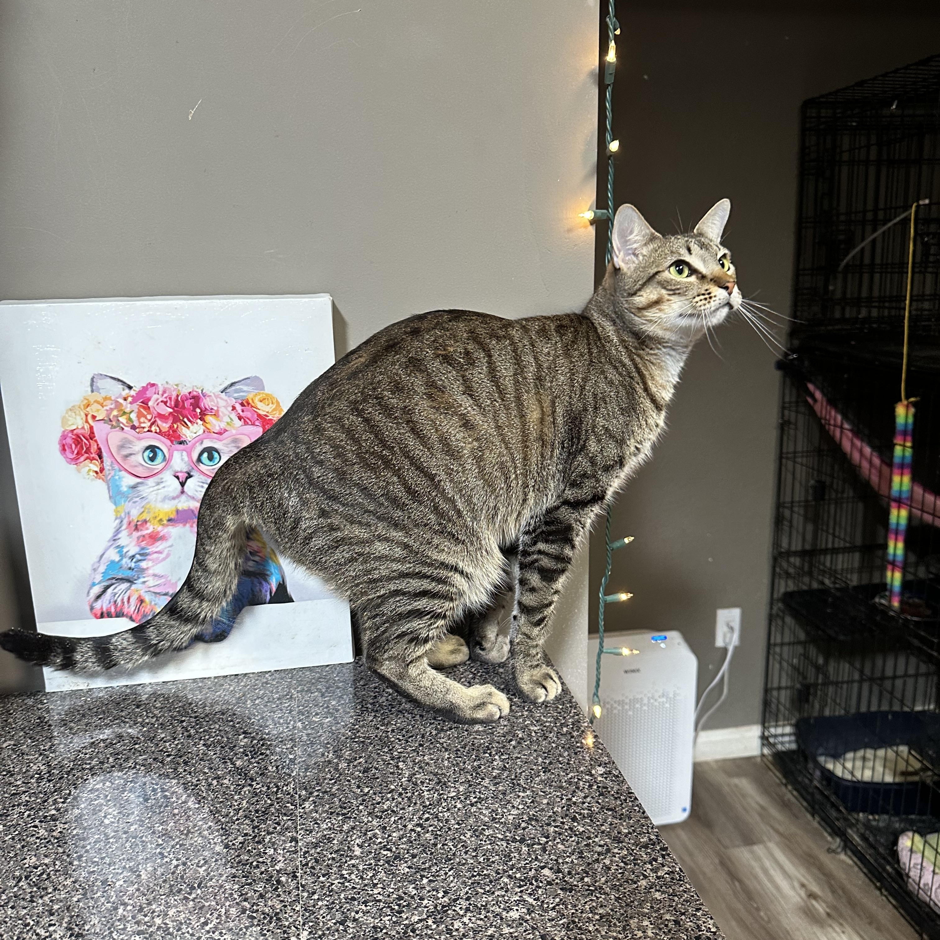 Tyson, a Adoptable Oriental Short Hair in Pomona, CA image 2/6