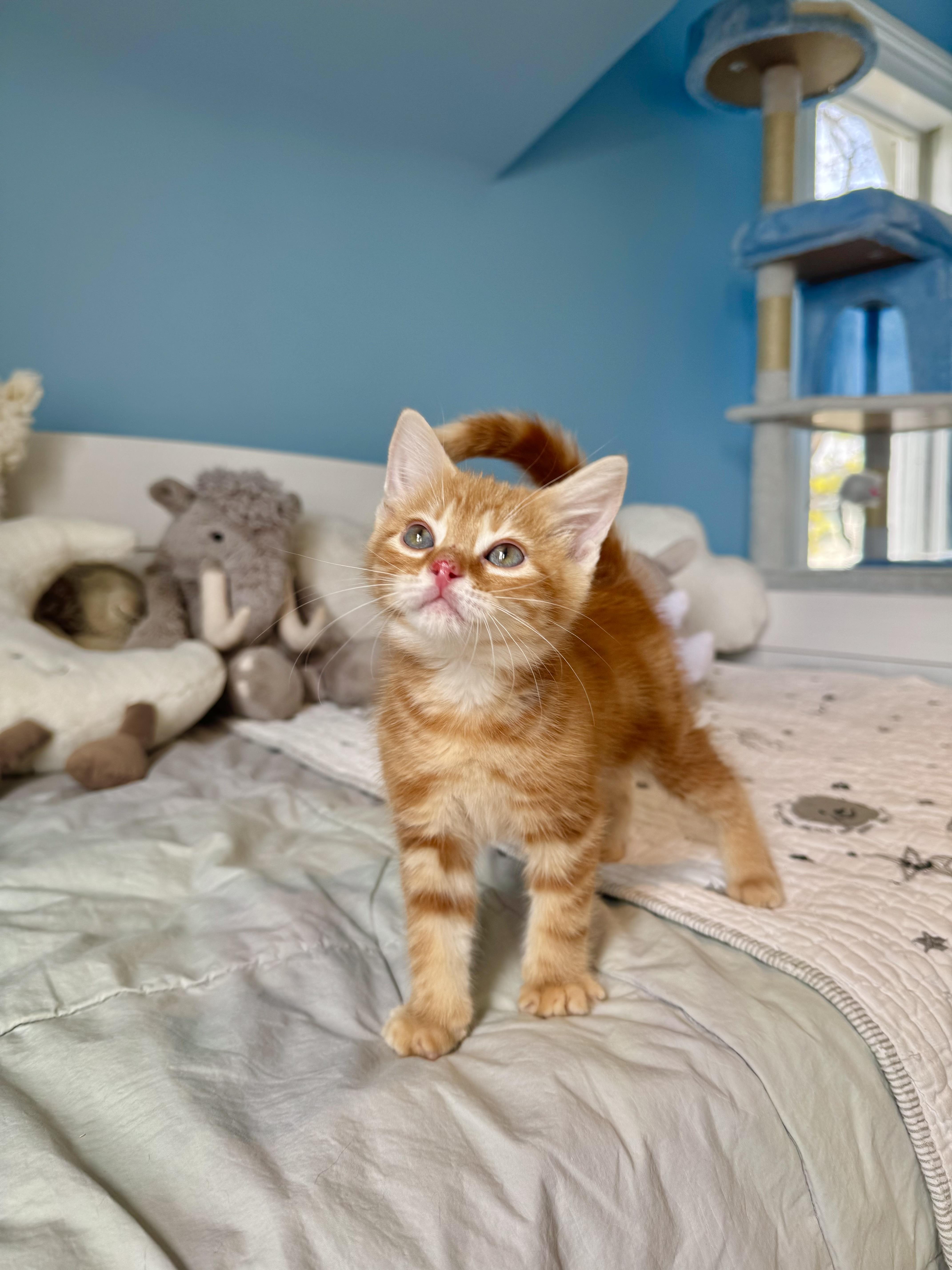 Enlarge Ember , a ADOPTABLE Domestic Short Hair in Ramsey, NJ image 2/6