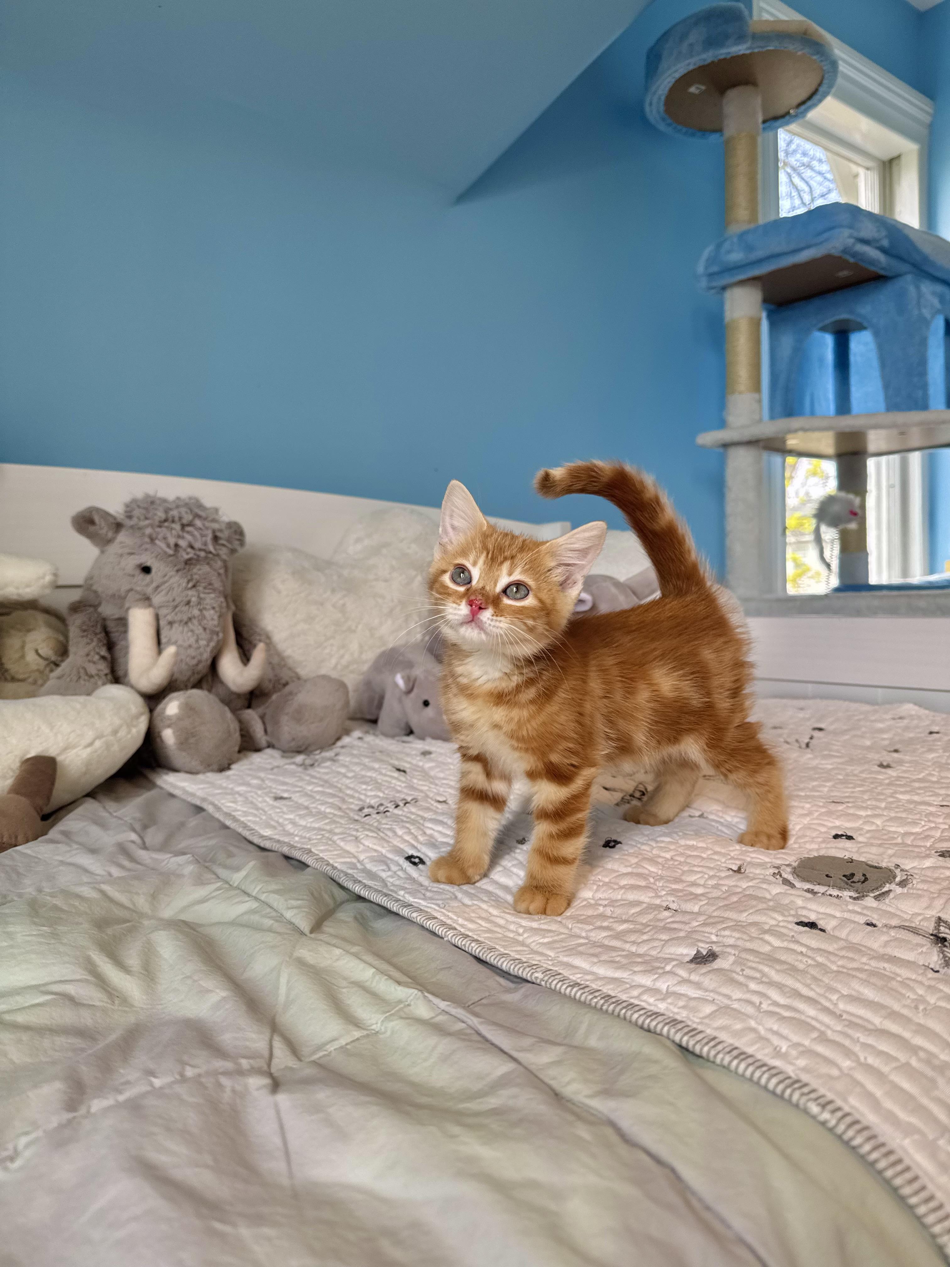 Enlarge Ember , a ADOPTABLE Domestic Short Hair in Ramsey, NJ image 5/6