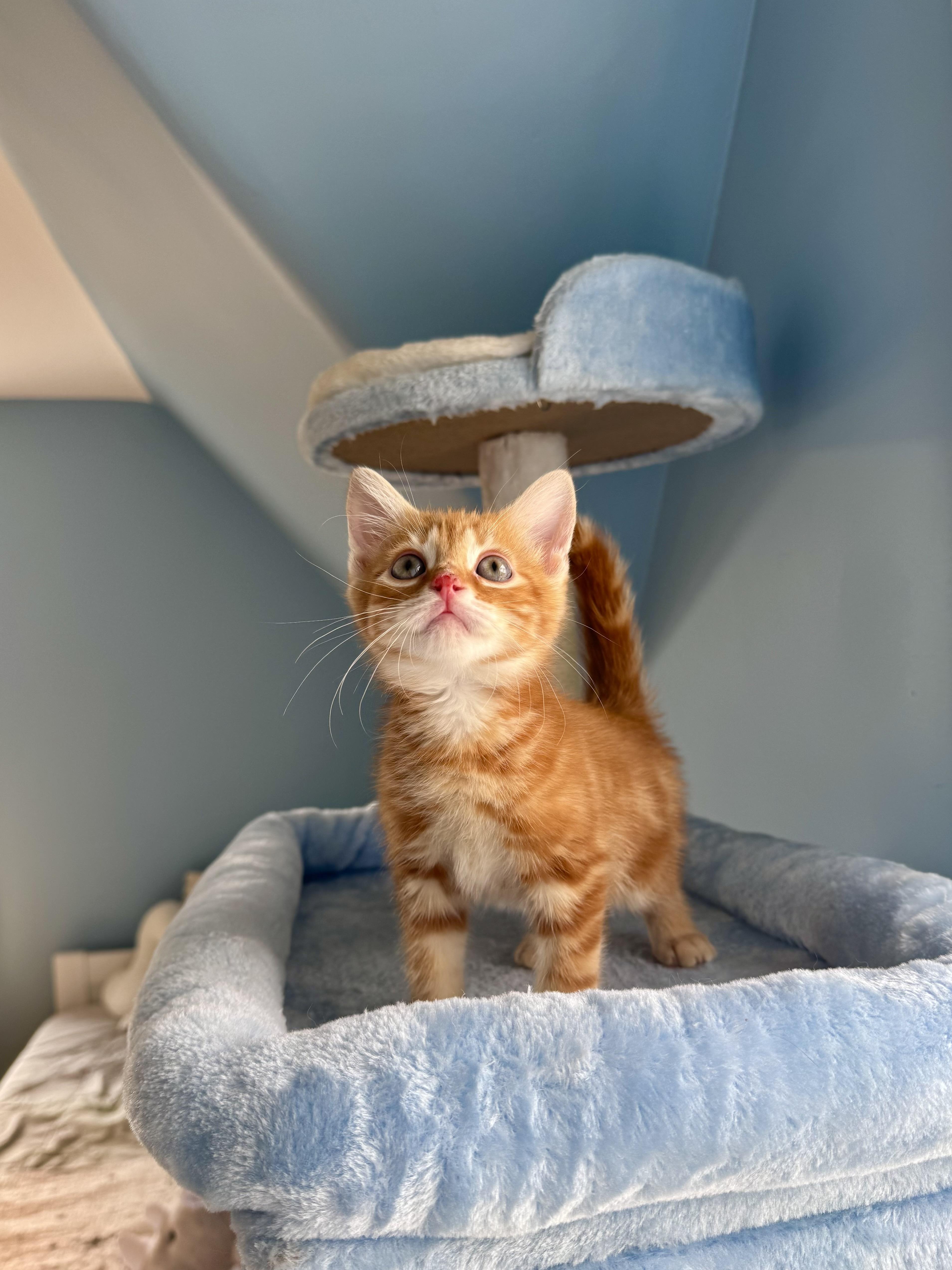 Enlarge Ember , a ADOPTABLE Domestic Short Hair in Ramsey, NJ image 3/6