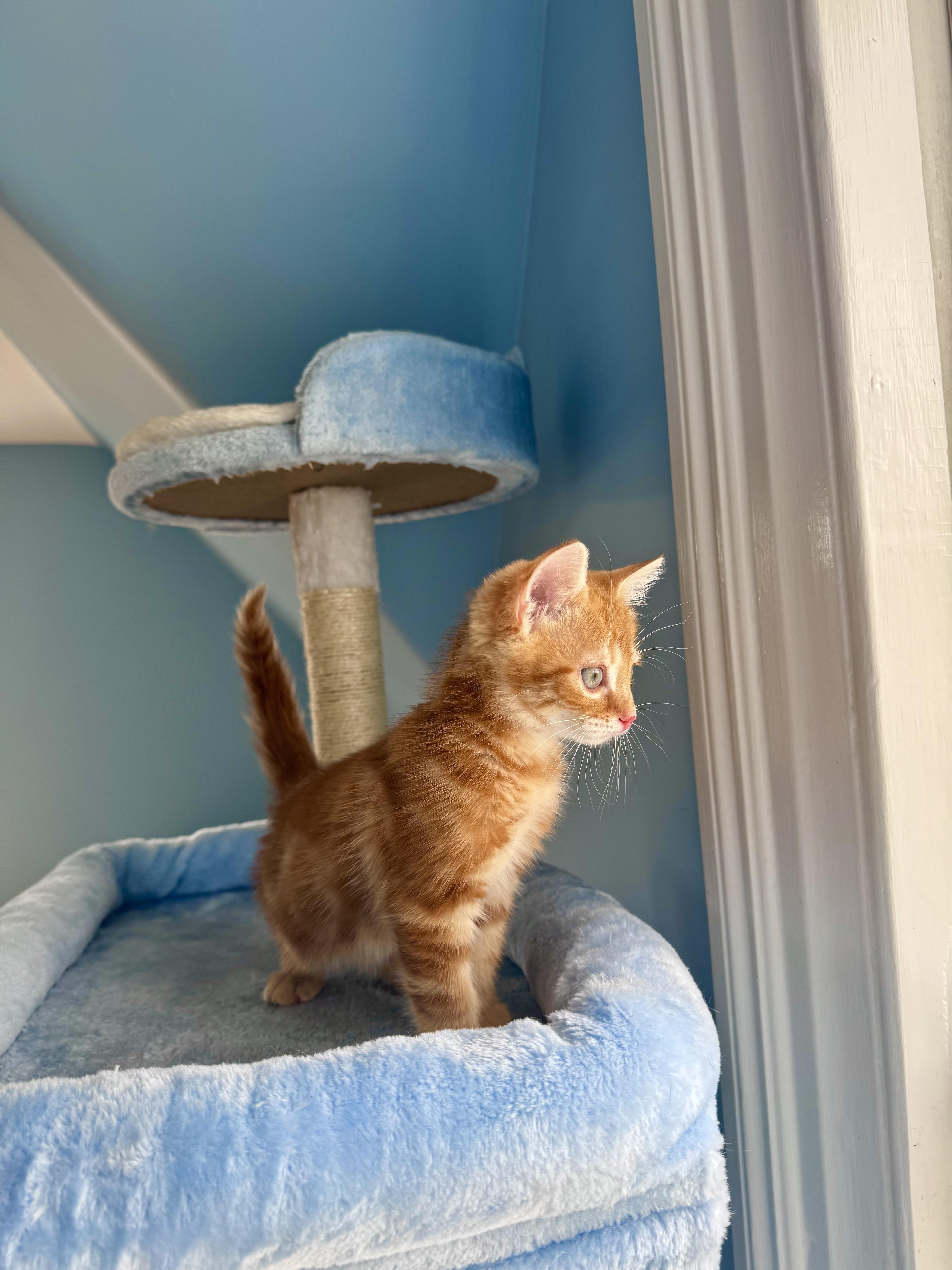 Enlarge Ember , a ADOPTABLE Domestic Short Hair in Ramsey, NJ image 6/6